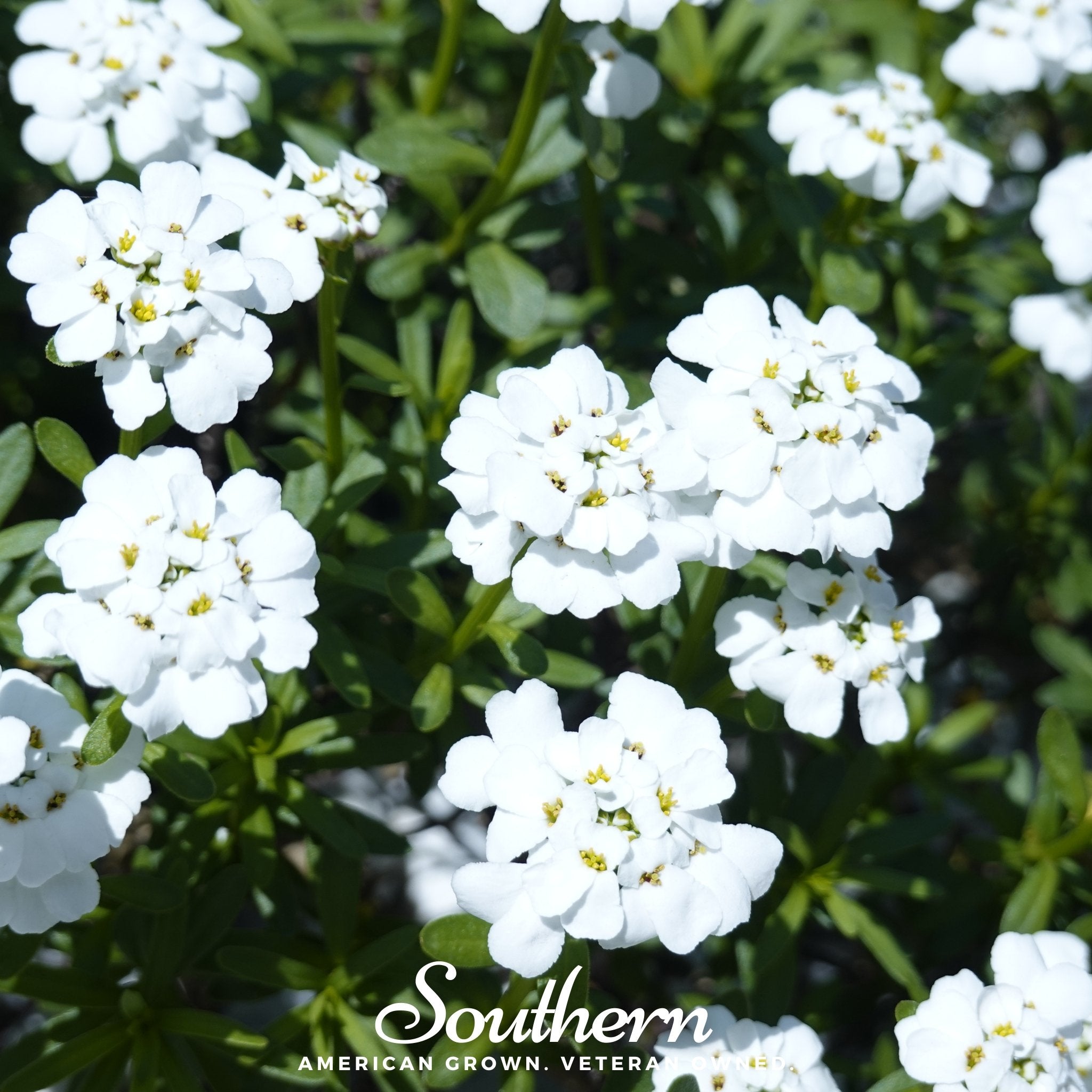 Candytuft, Empress Rocket (Iberis amara) - 100 Seeds - Southern Seed Exchange