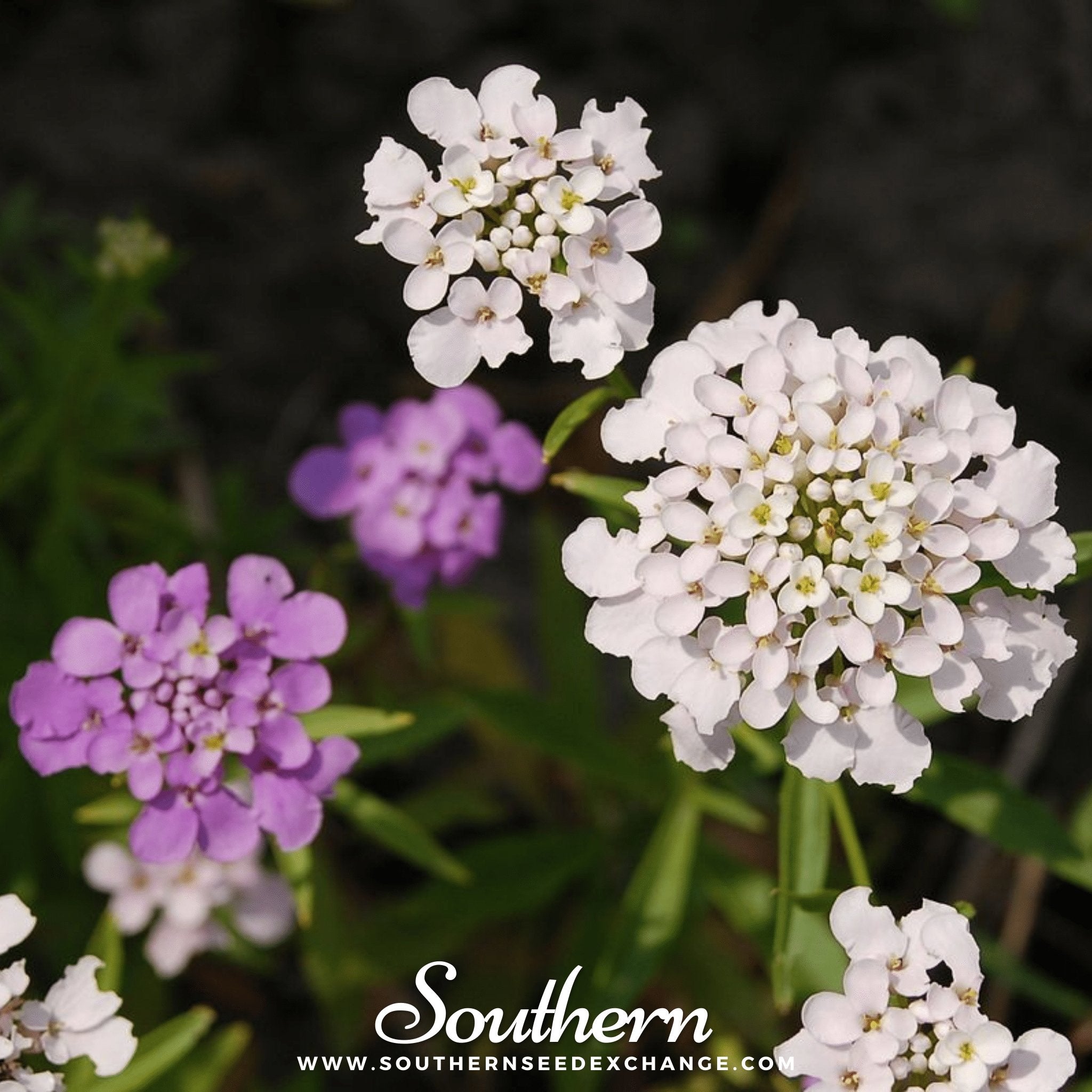 Southern Seed Exchange Candytuft, Globe Annual (Iberis umbellata) - 50 Seeds