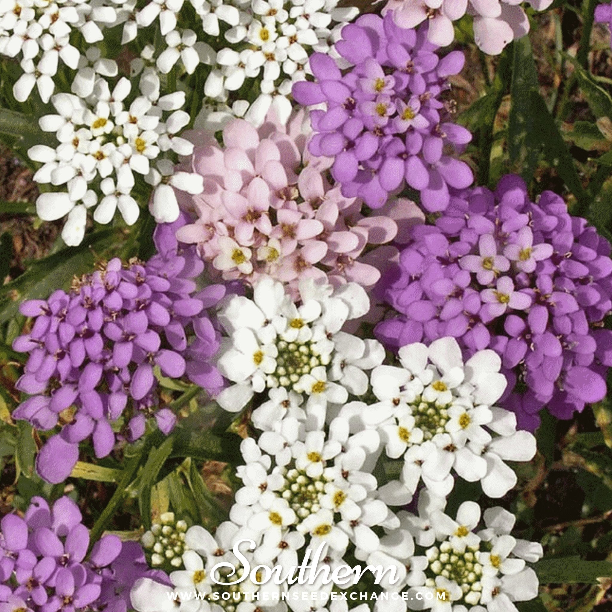 Southern Seed Exchange Candytuft, Globe Annual (Iberis umbellata) - 50 Seeds