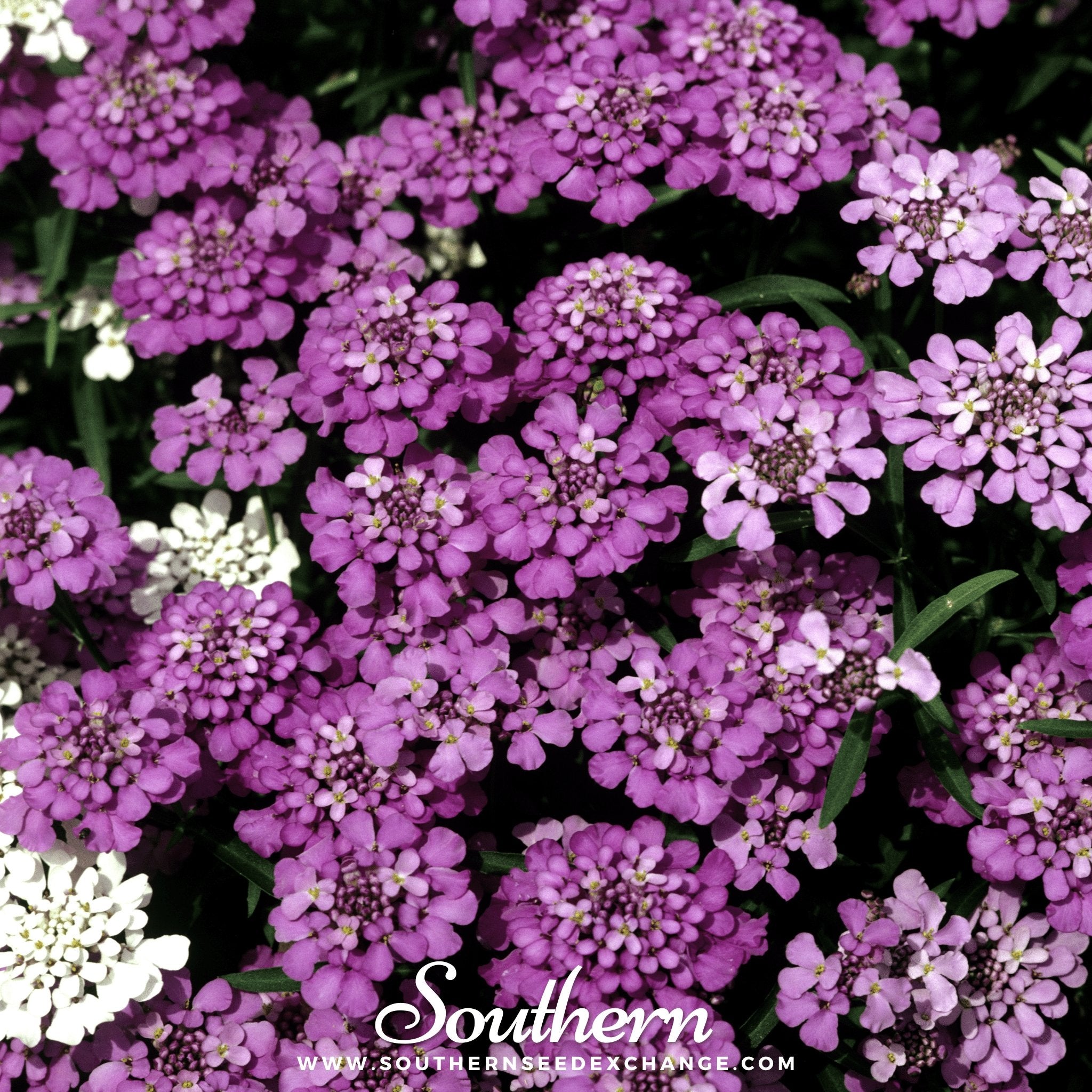 Southern Seed Exchange Candytuft, Globe Annual (Iberis umbellata) - 50 Seeds