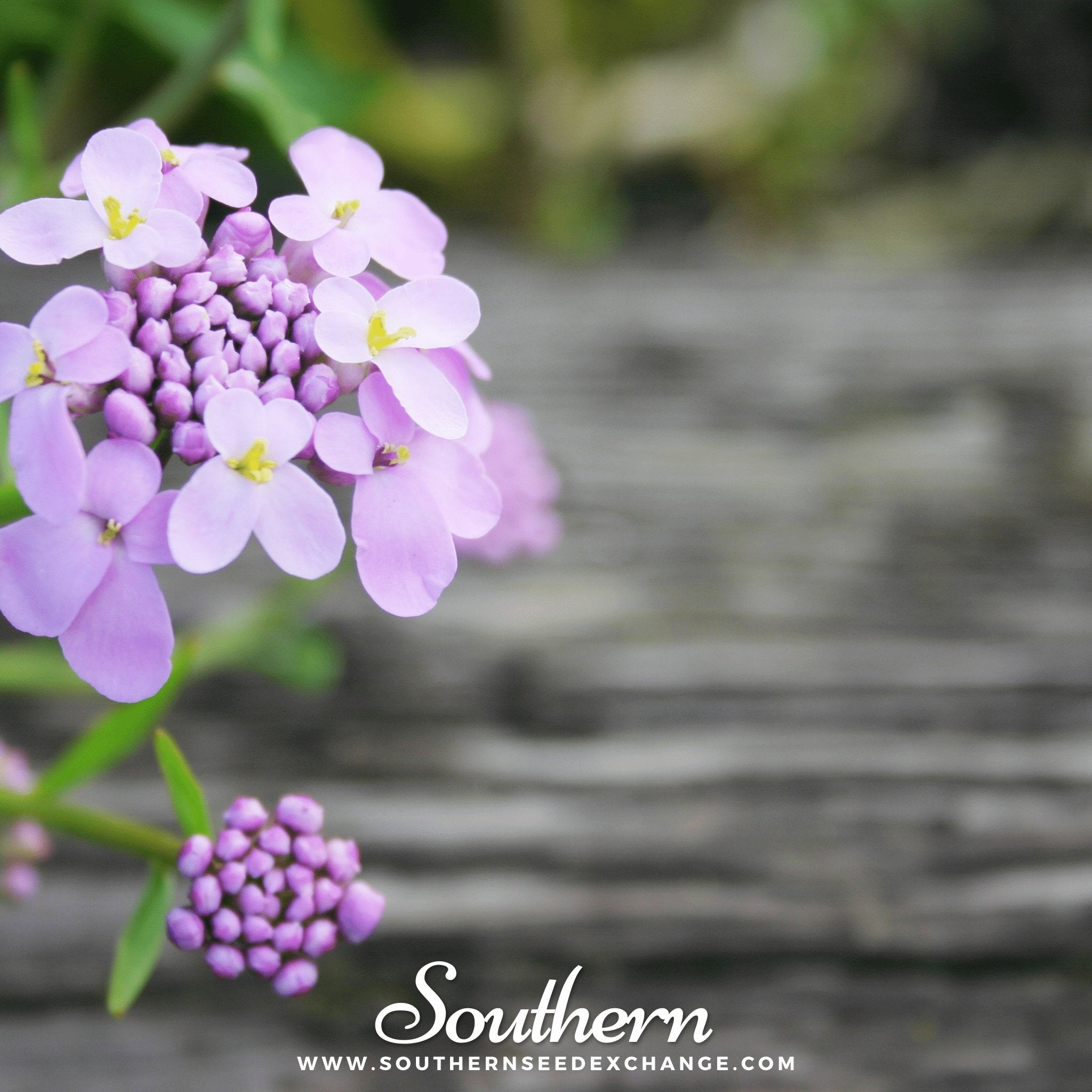 Southern Seed Exchange Candytuft, Globe Annual (Iberis umbellata) - 50 Seeds