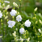 Canterbury Bells, White (Campanula medium) - 100 Seeds - Southern Seed Exchange