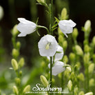 Canterbury Bells, White (Campanula medium) - 100 Seeds - Southern Seed Exchange