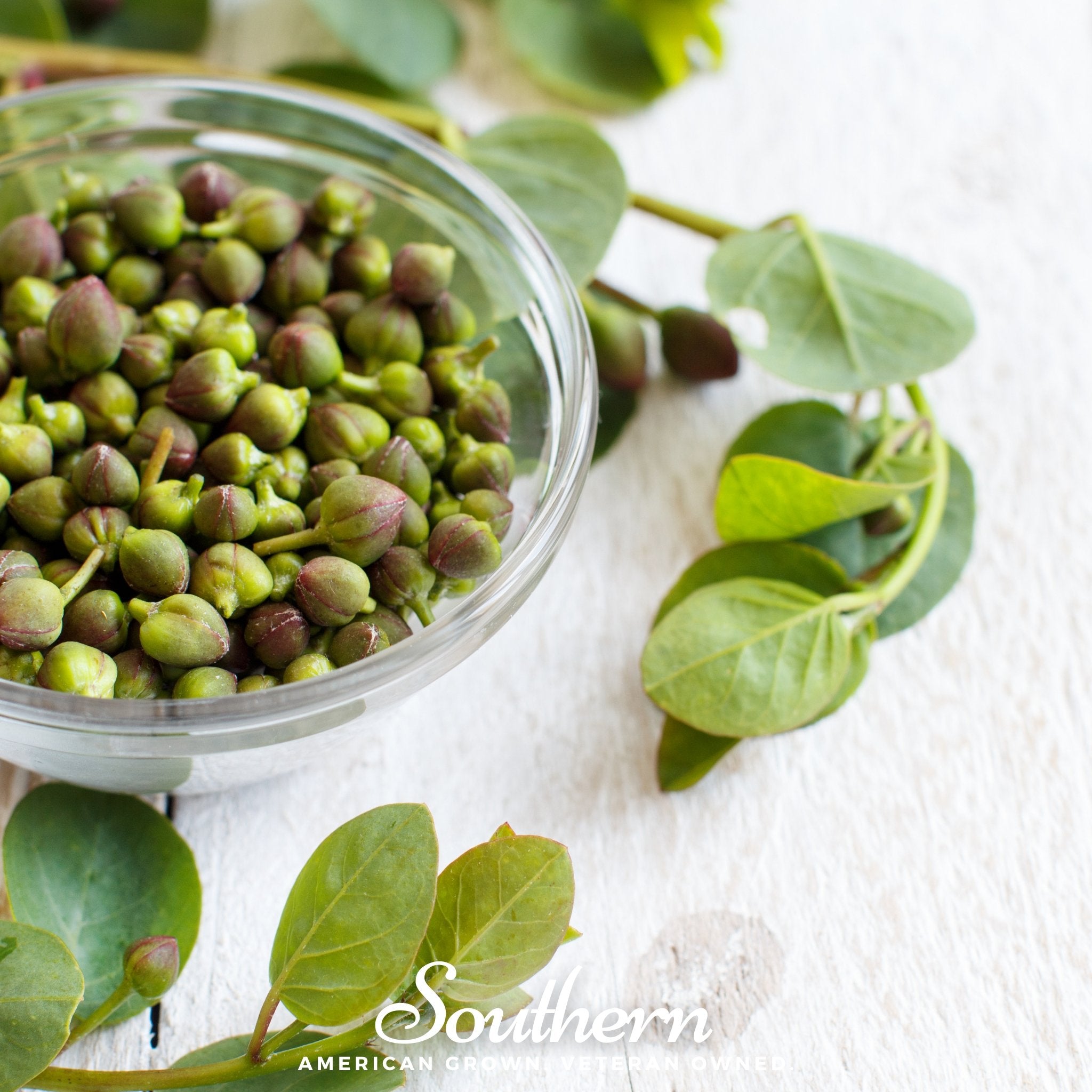 Caper Bush (Capparis spinosa) - 10 Seeds - Southern Seed Exchange