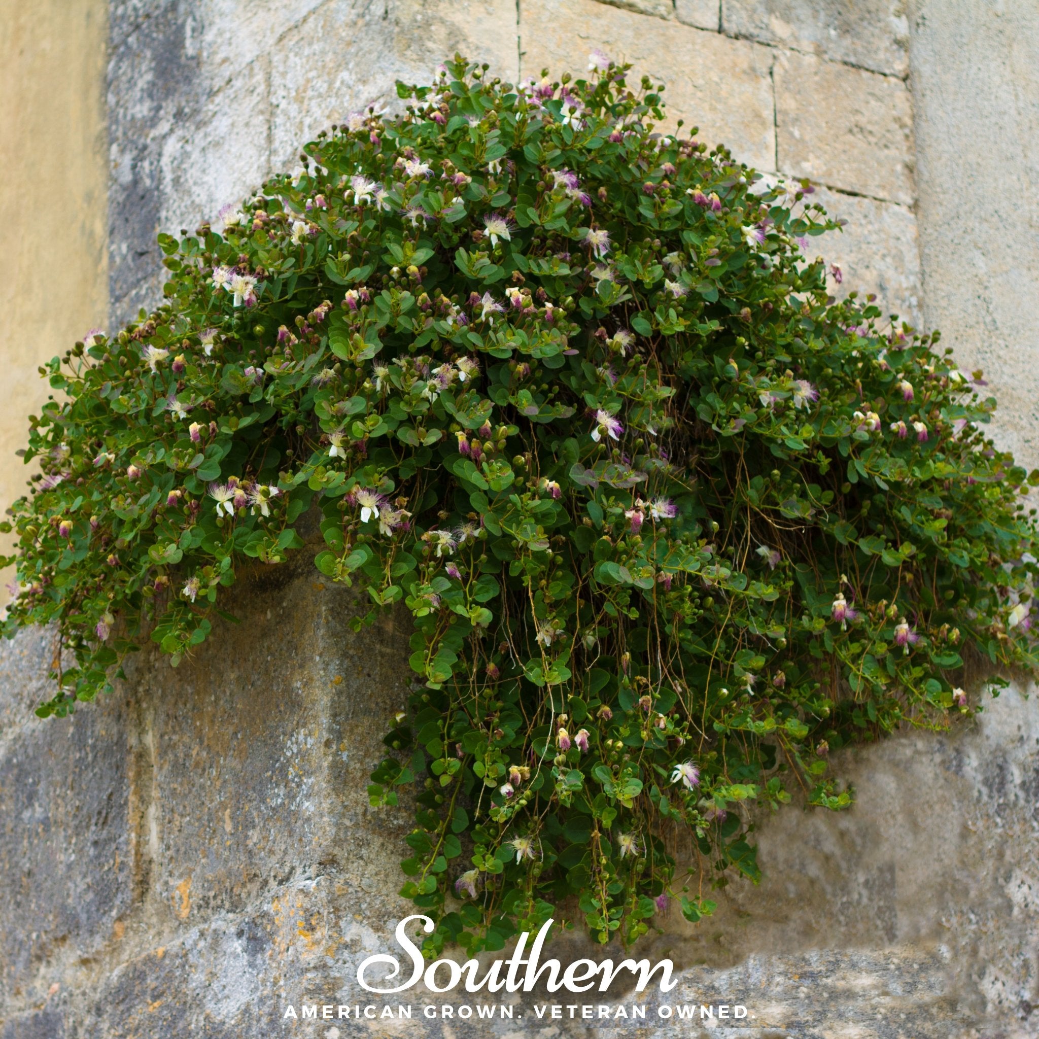 Caper Bush (Capparis spinosa) - 10 Seeds - Southern Seed Exchange