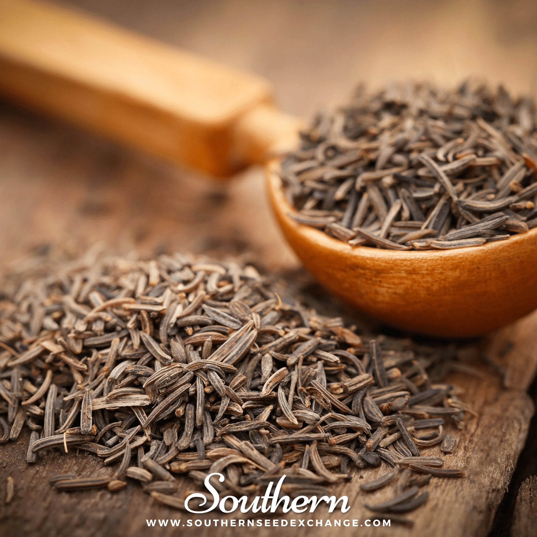 Southern Seed Exchange Caraway (Carum carvi) - 150 Seeds