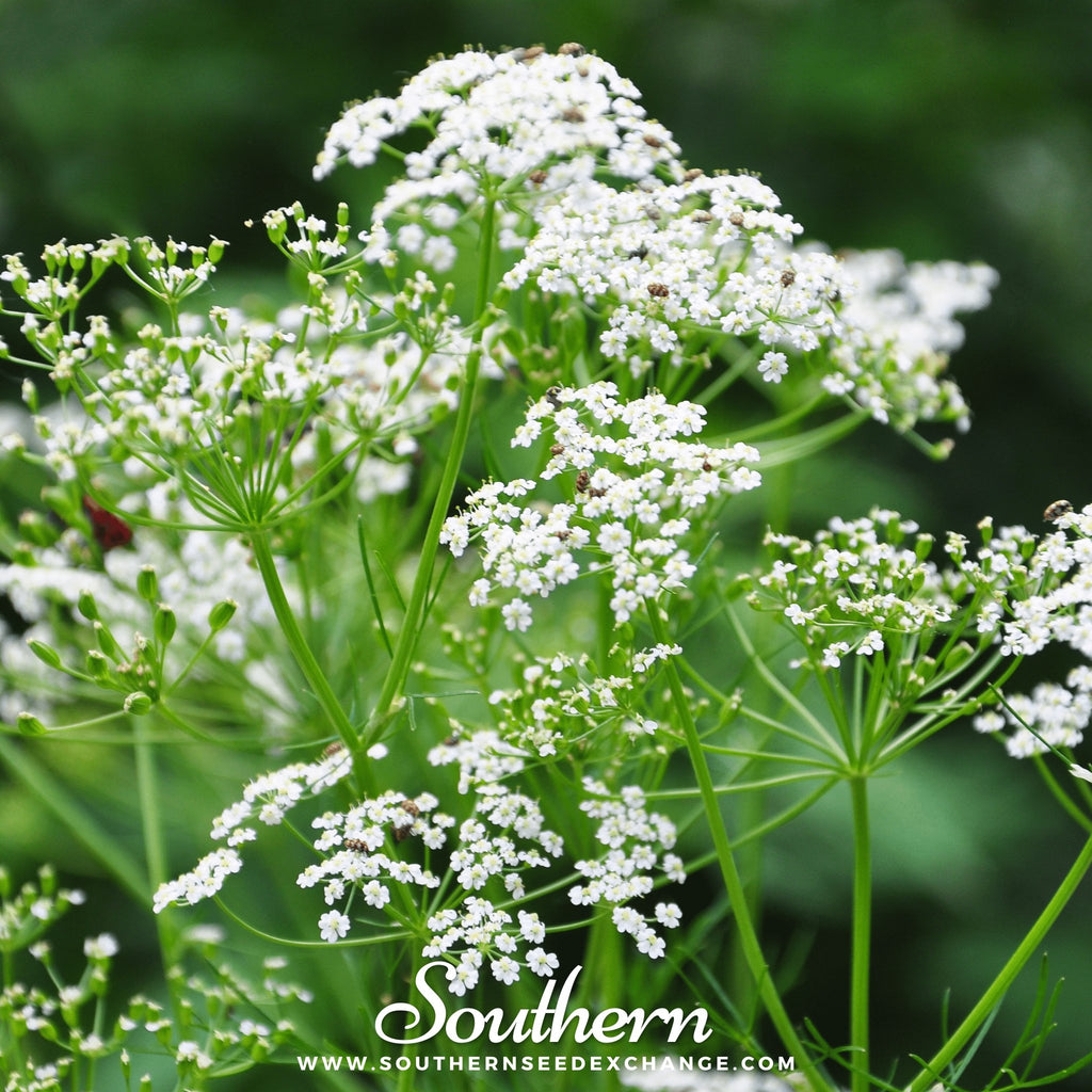 Southern Seed Exchange Caraway (Carum carvi) - 150 Seeds