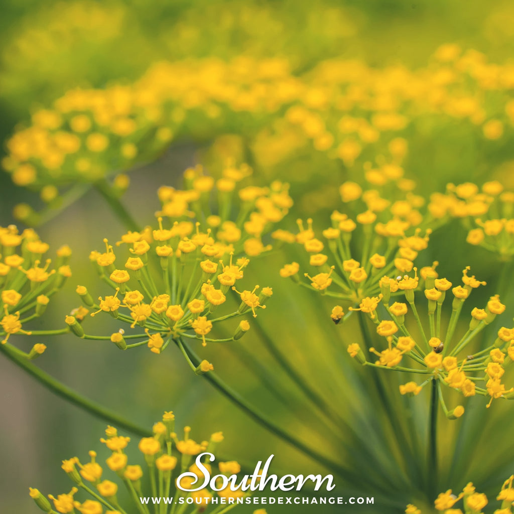 Southern Seed Exchange Caraway (Carum carvi) - 150 Seeds