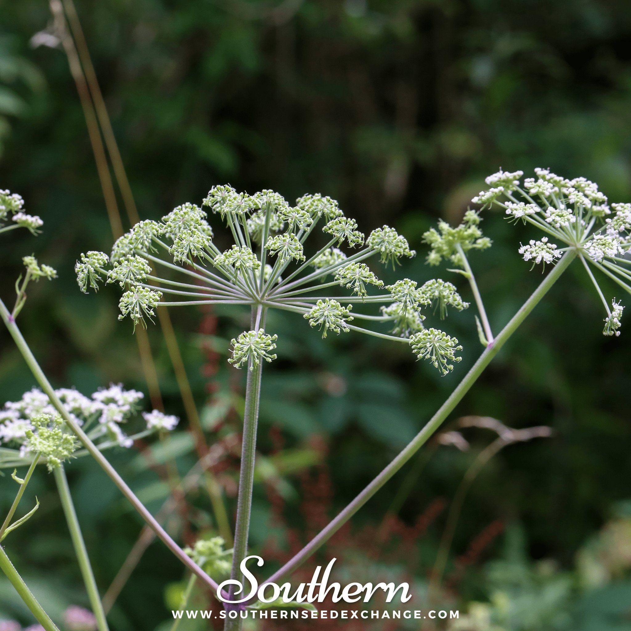 Southern Seed Exchange Caraway (Carum carvi) - 150 Seeds