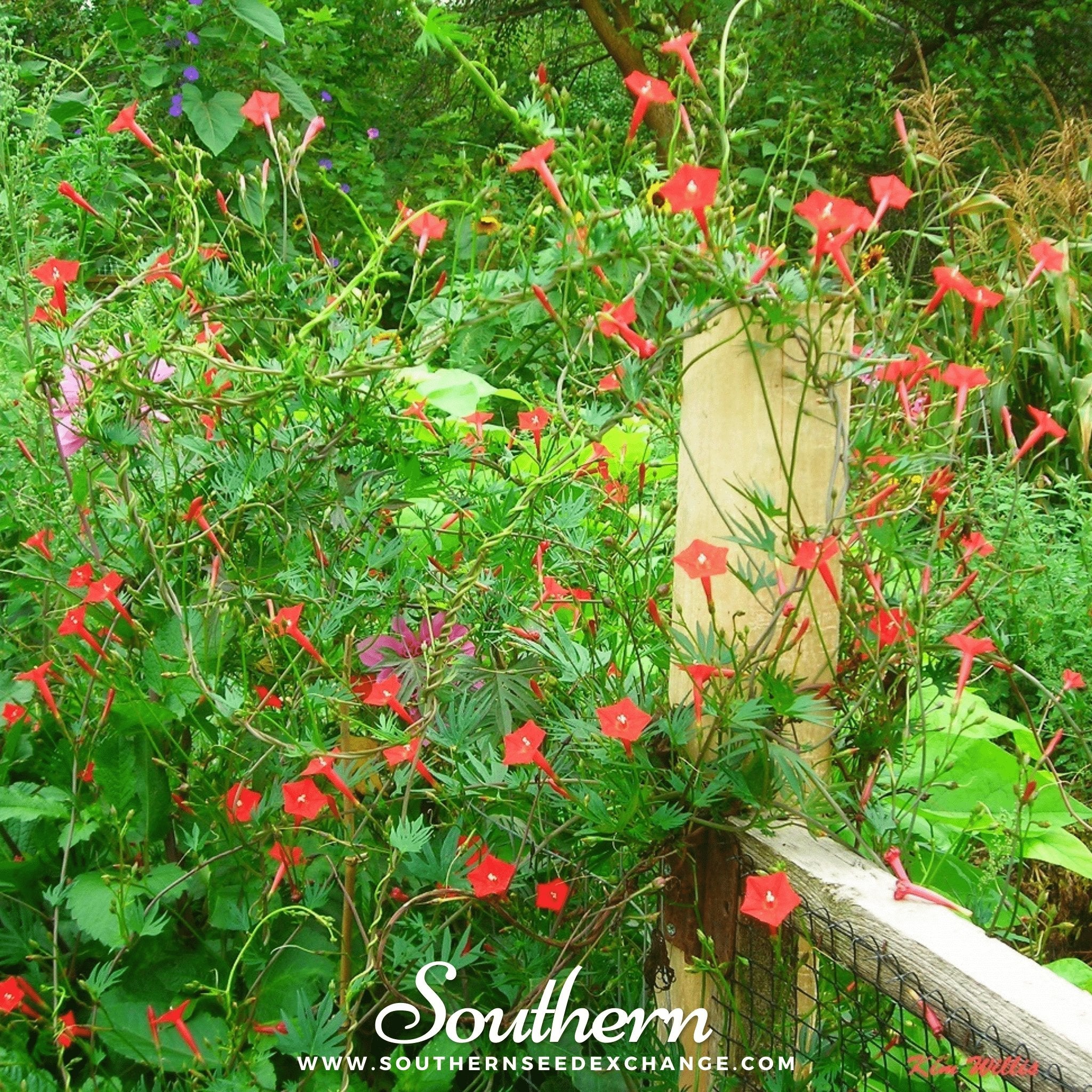 Southern Seed Exchange Cardinal Climber (Ipomoea Quamoclit) - 30 Seeds