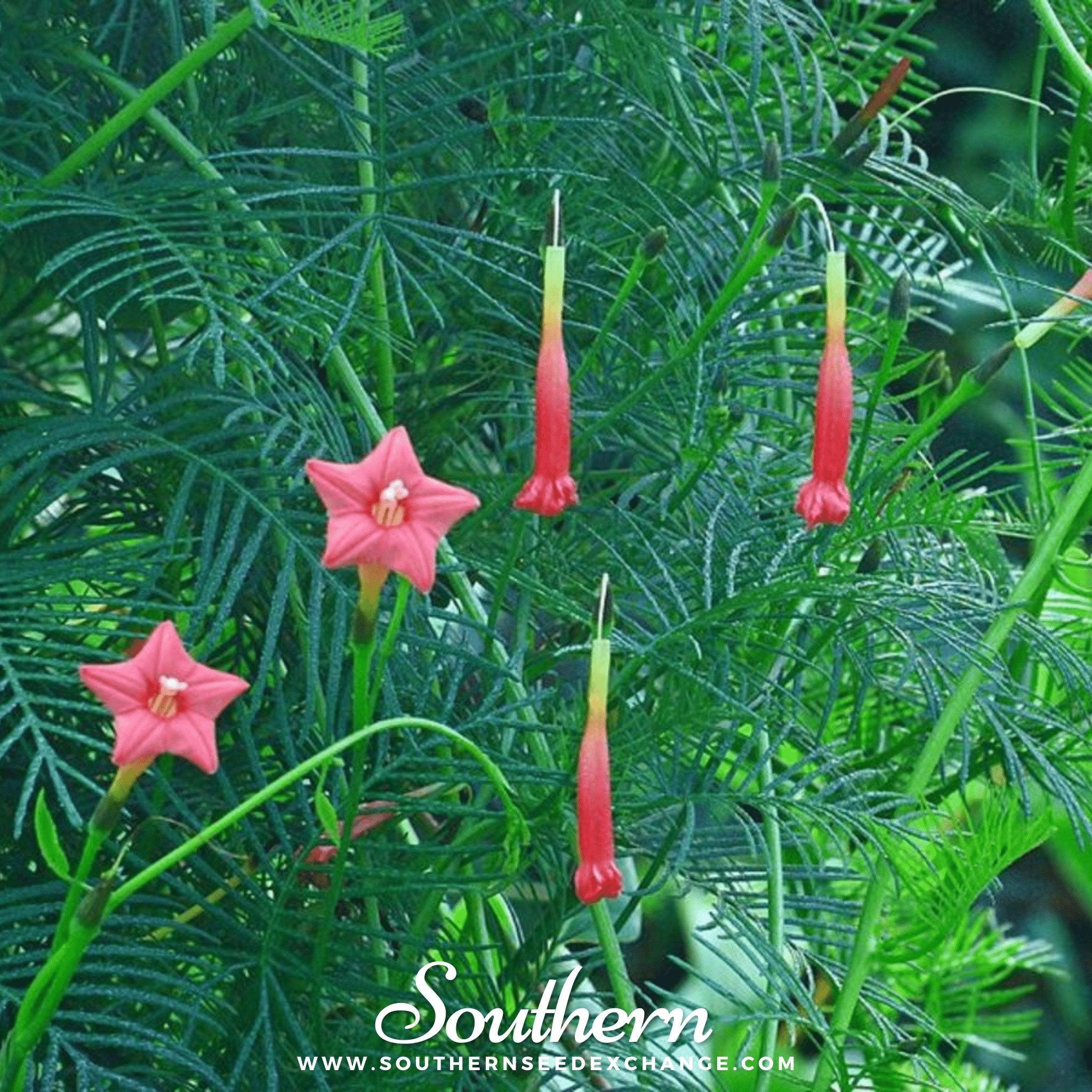 Southern Seed Exchange Cardinal Climber (Ipomoea Quamoclit) - 30 Seeds