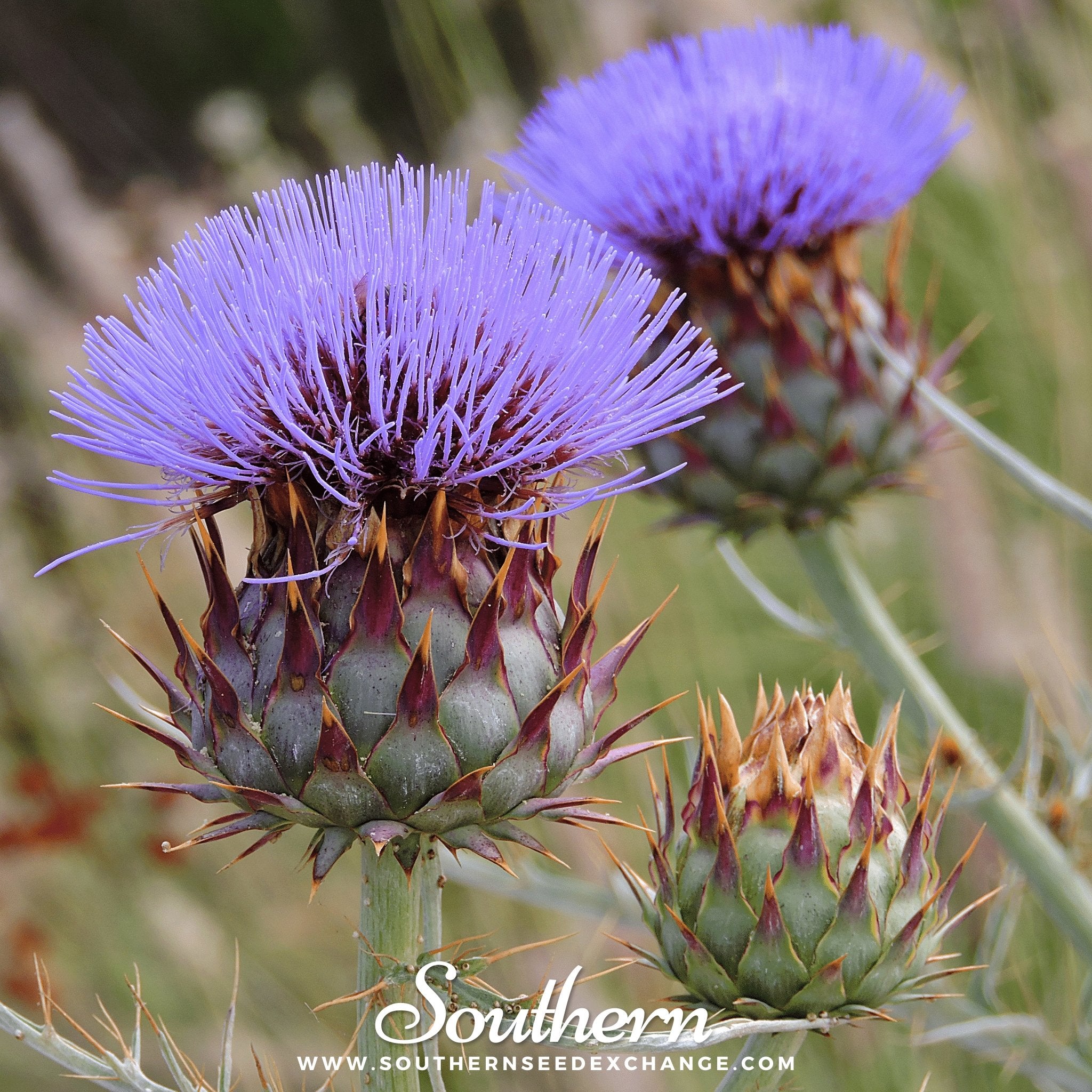 Southern Seed Exchange Cardoon (Cynara Cardunculus) - 10 Seeds