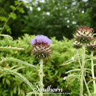 Southern Seed Exchange Cardoon (Cynara Cardunculus) - 10 Seeds