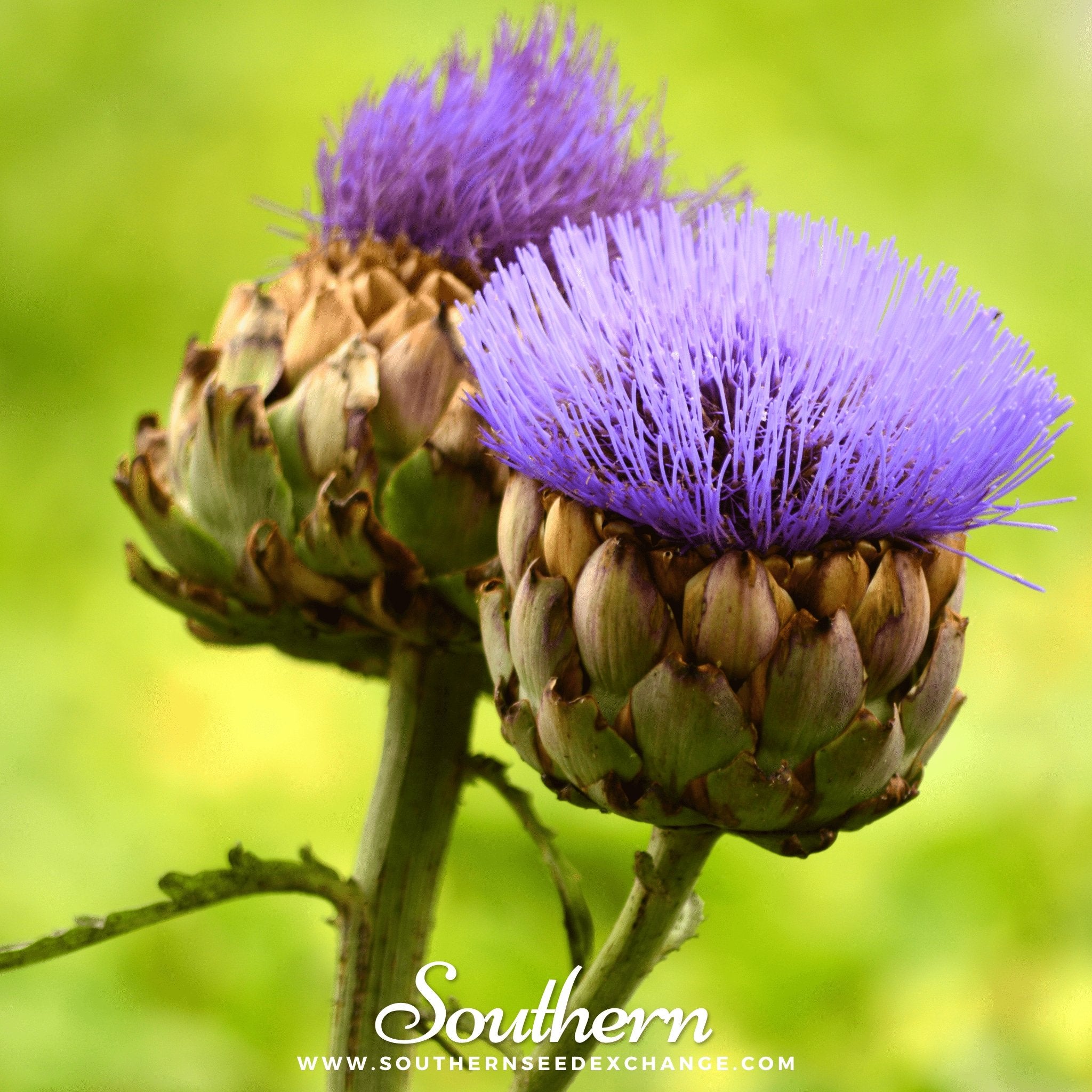 Southern Seed Exchange Cardoon (Cynara Cardunculus) - 10 Seeds