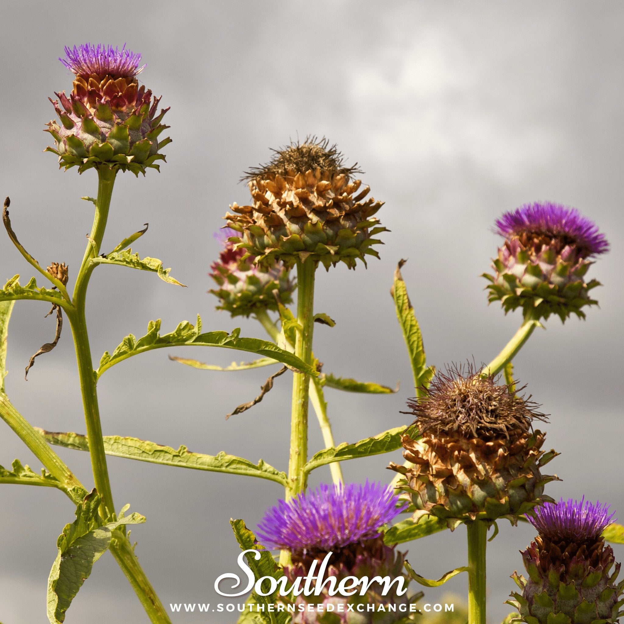 Southern Seed Exchange Cardoon (Cynara Cardunculus) - 10 Seeds