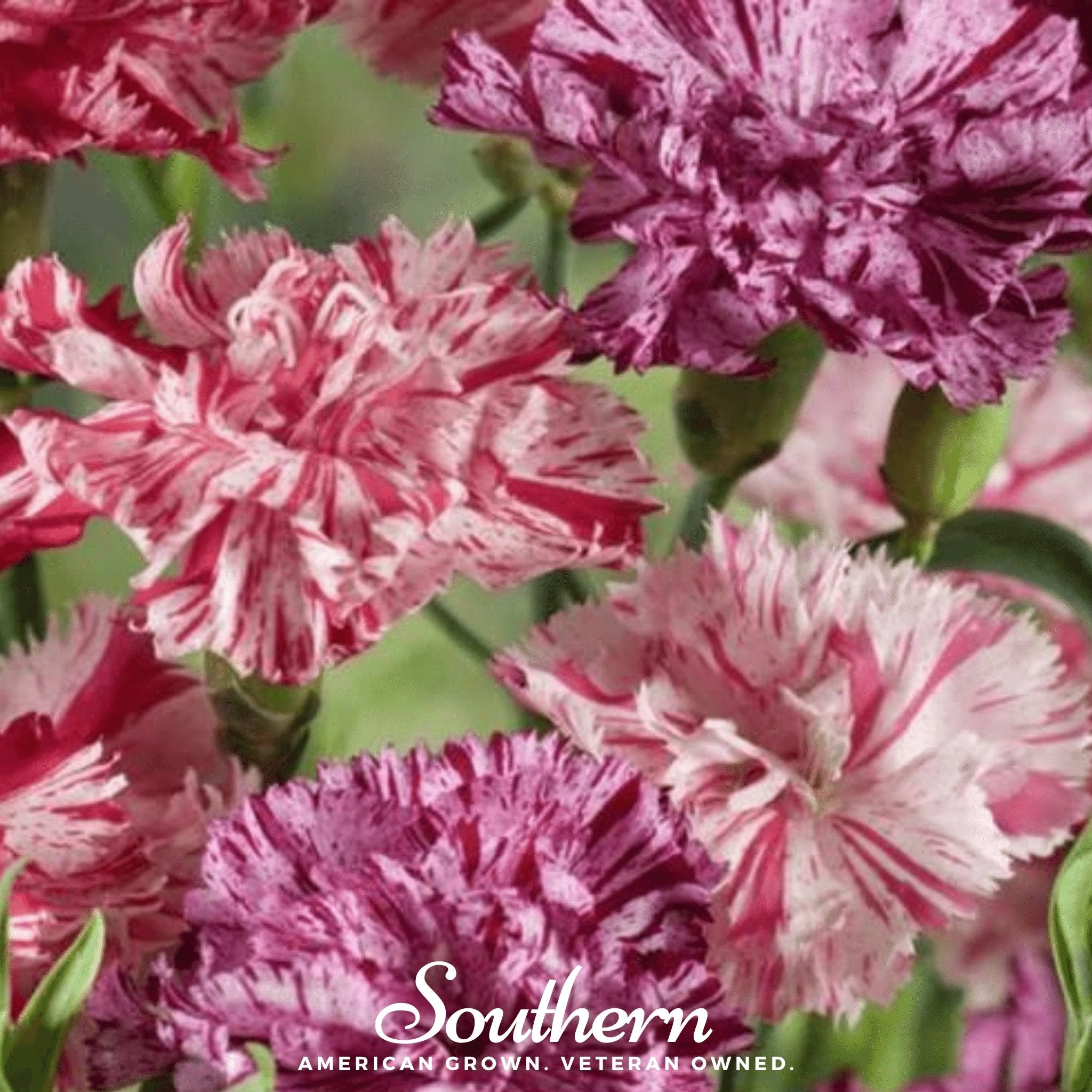 Carnation, Chabaud Picotee Mix (Dianthus carophyllus) - 25 Seeds - Southern Seed Exchange