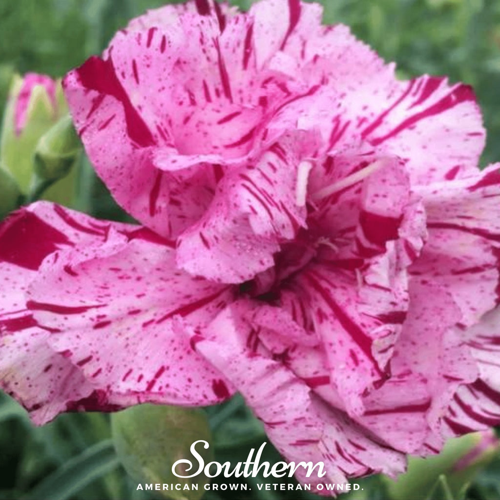 Carnation, Chabaud Picotee Mix (Dianthus carophyllus) - 25 Seeds - Southern Seed Exchange