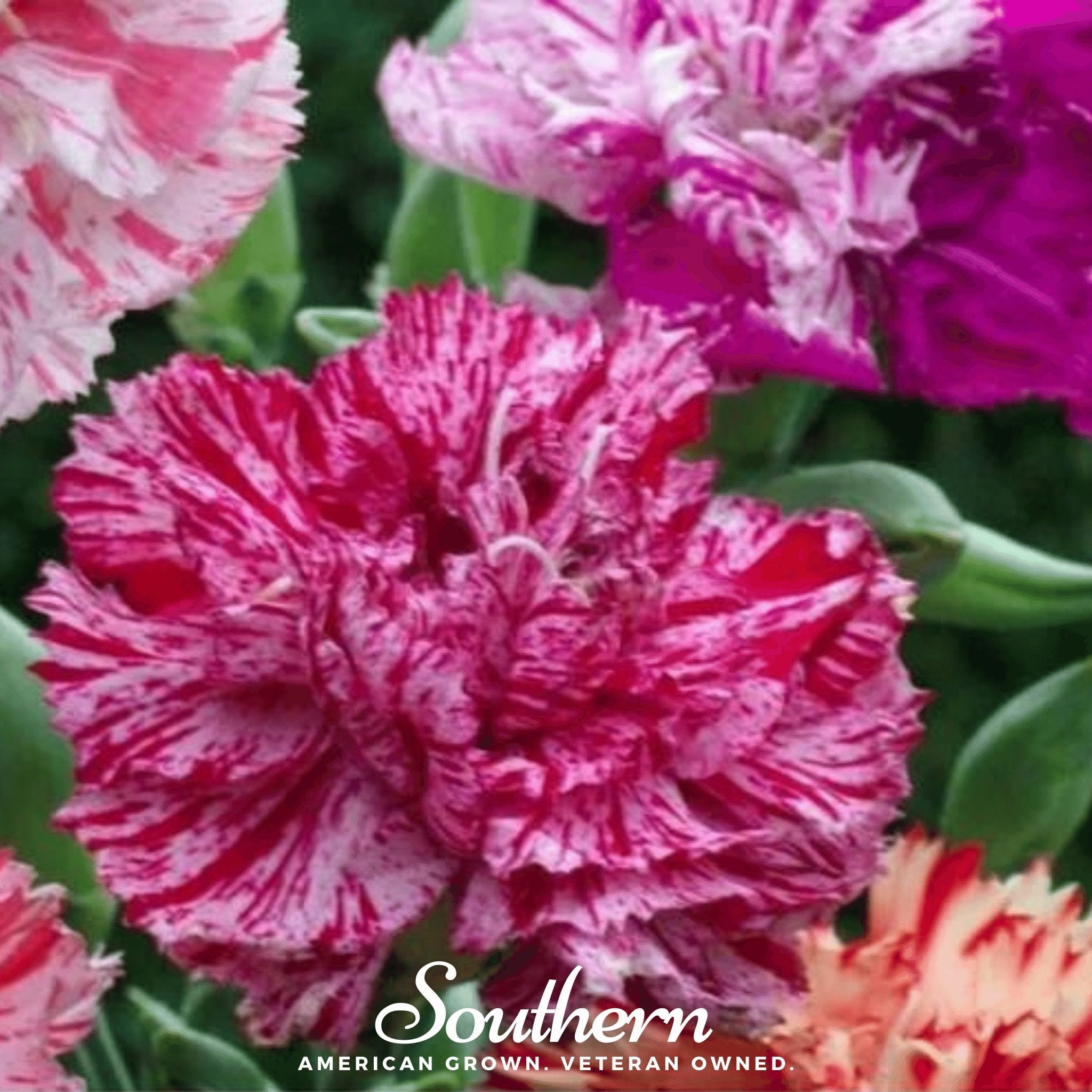 Carnation, Chabaud Picotee Mix (Dianthus carophyllus) - 25 Seeds - Southern Seed Exchange