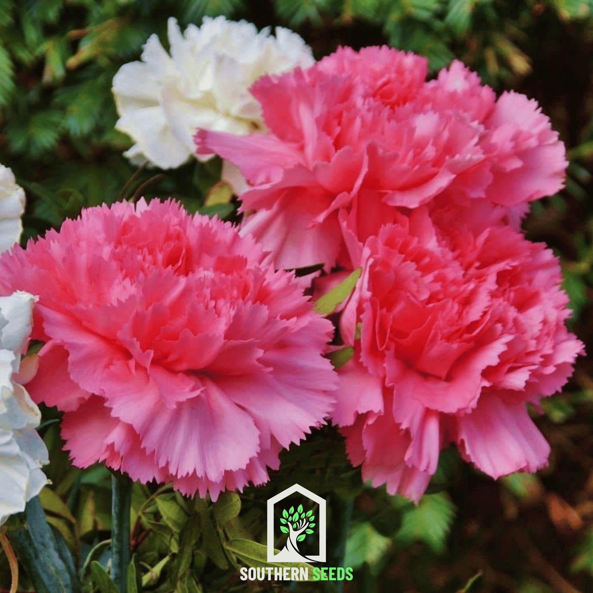 Carnation, Grenadin Rose (Dianthus carophyllus) - 25 Seeds - Southern Seed Exchange