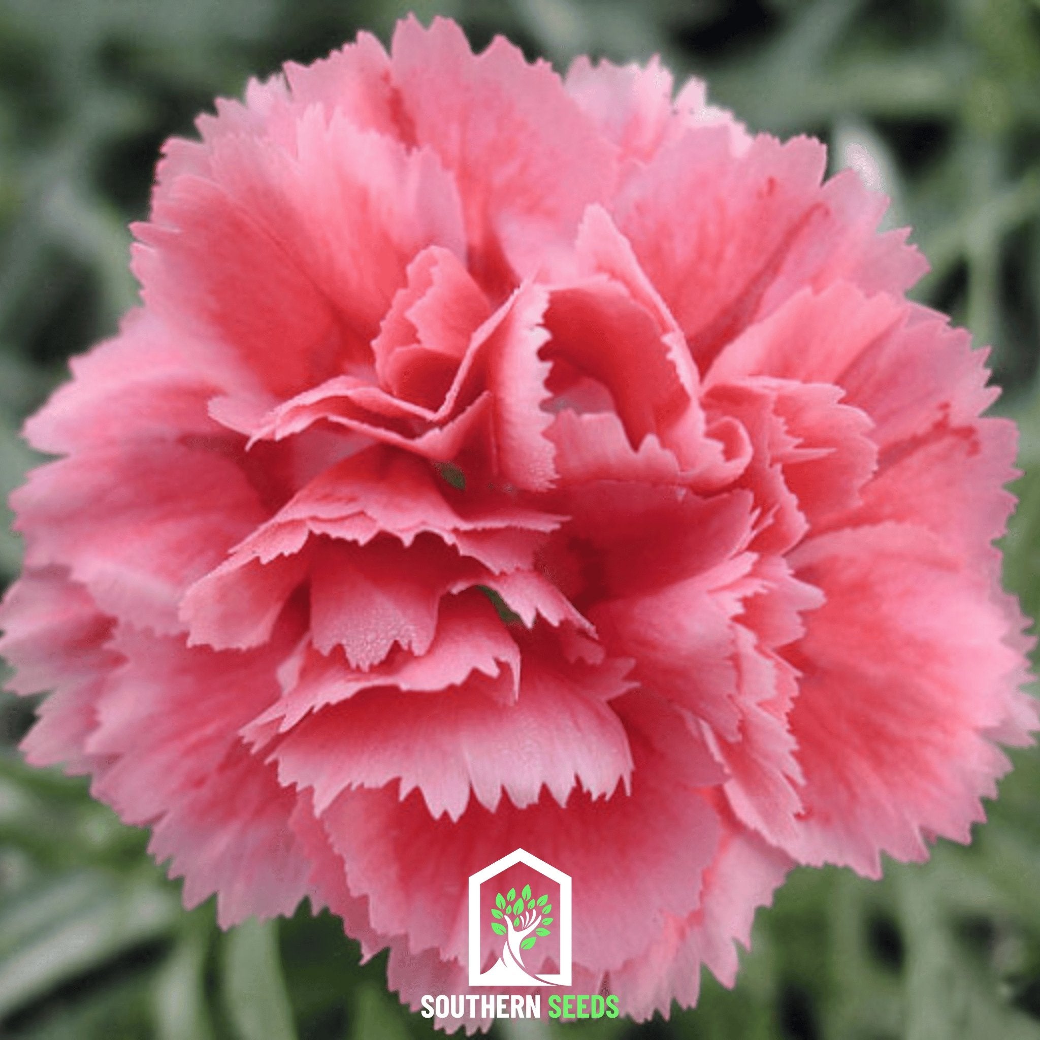 Carnation, Grenadin Rose (Dianthus carophyllus) - 25 Seeds - Southern Seed Exchange