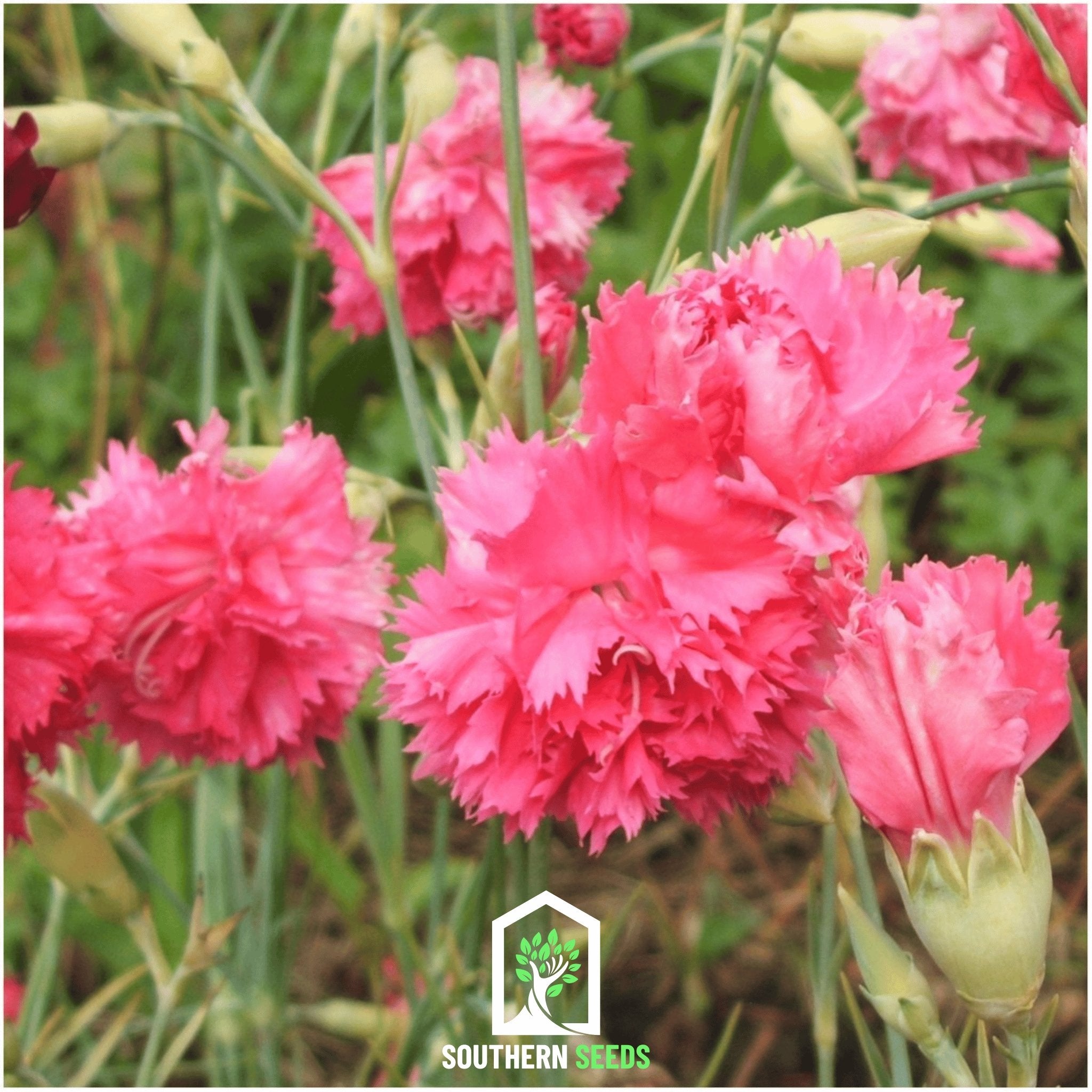 Carnation, Grenadin Rose (Dianthus carophyllus) - 25 Seeds - Southern Seed Exchange