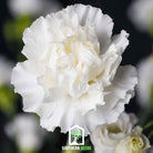 Carnation, Grenadin White (Dianthus carophyllus) - 25 Seeds - Southern Seed Exchange