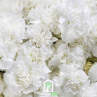 Carnation, Grenadin White (Dianthus carophyllus) - 25 Seeds - Southern Seed Exchange