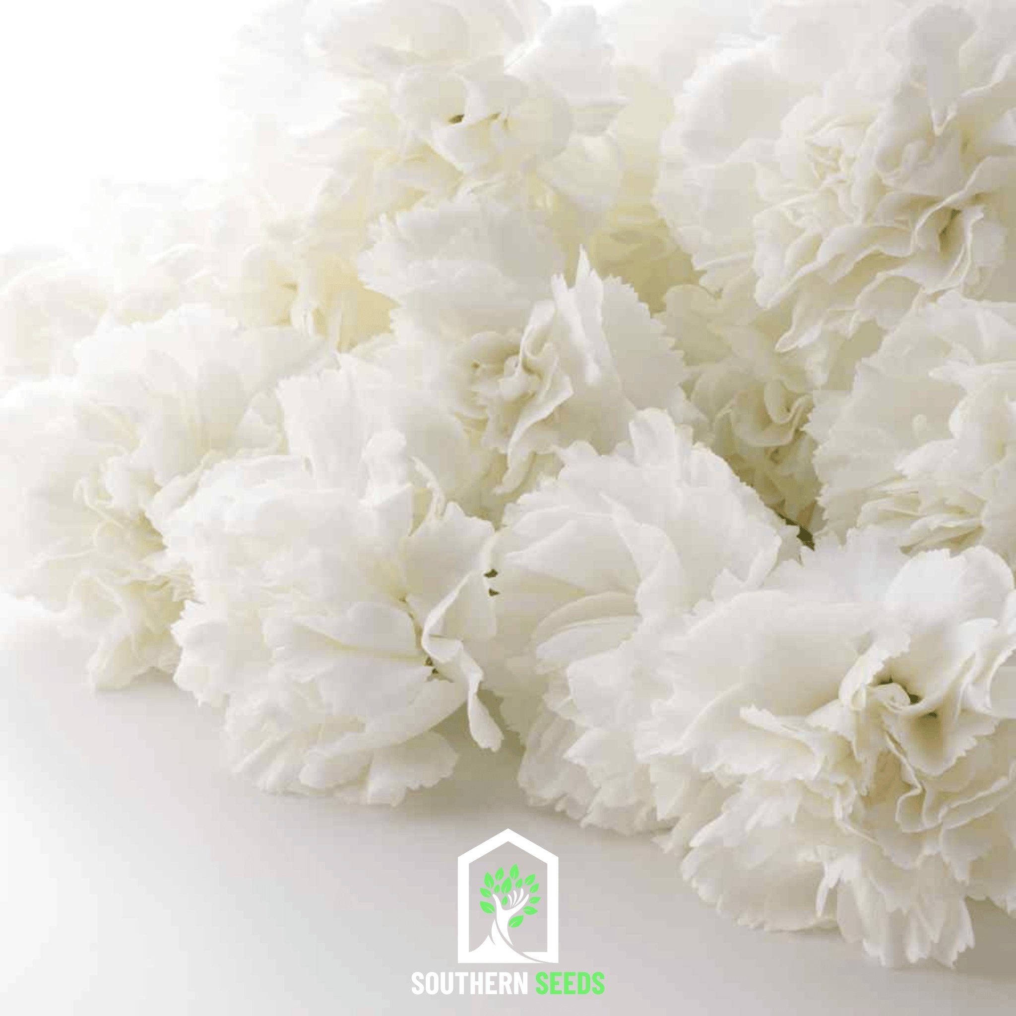 Carnation, Grenadin White (Dianthus carophyllus) - 25 Seeds - Southern Seed Exchange