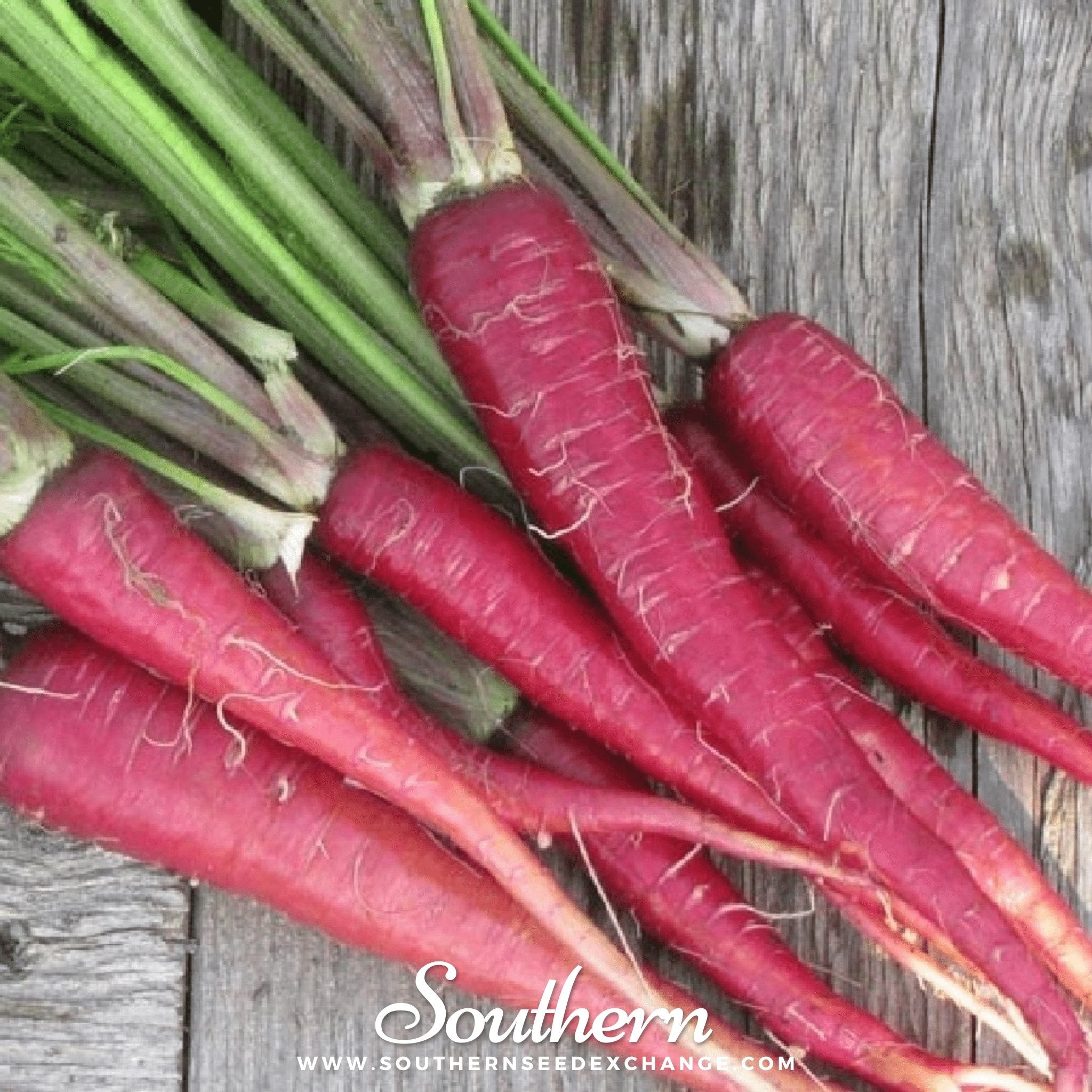 Southern Seed Exchange Carrot, Atomic Red (Daucus carota) - 200 Seeds