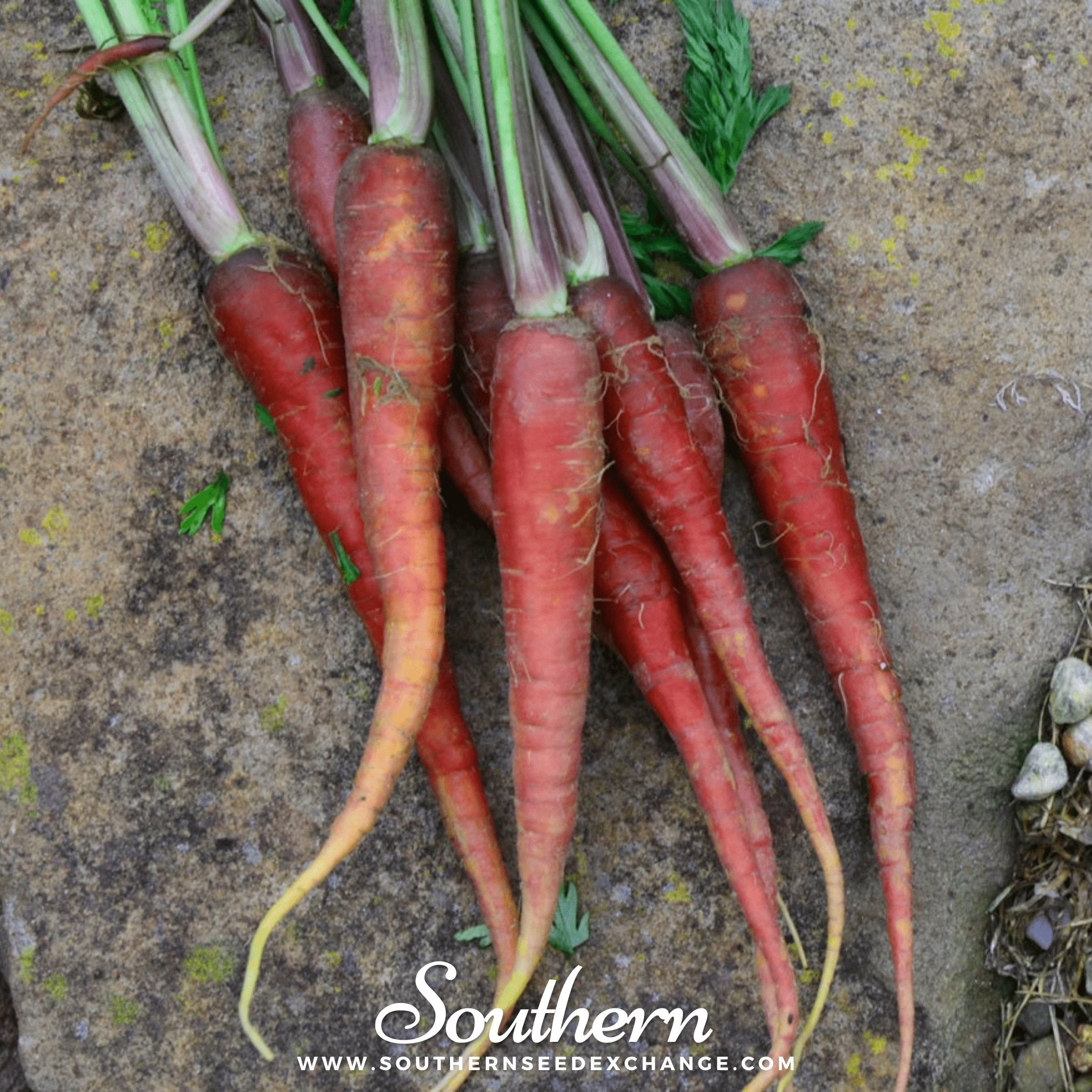 Southern Seed Exchange Carrot, Atomic Red (Daucus carota) - 200 Seeds