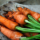 Carrot, Danvers 126 (Daucus carota) - 100 Seeds - Southern Seed Exchange