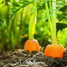 Carrot, Danvers 126 (Daucus carota) - 100 Seeds - Southern Seed Exchange