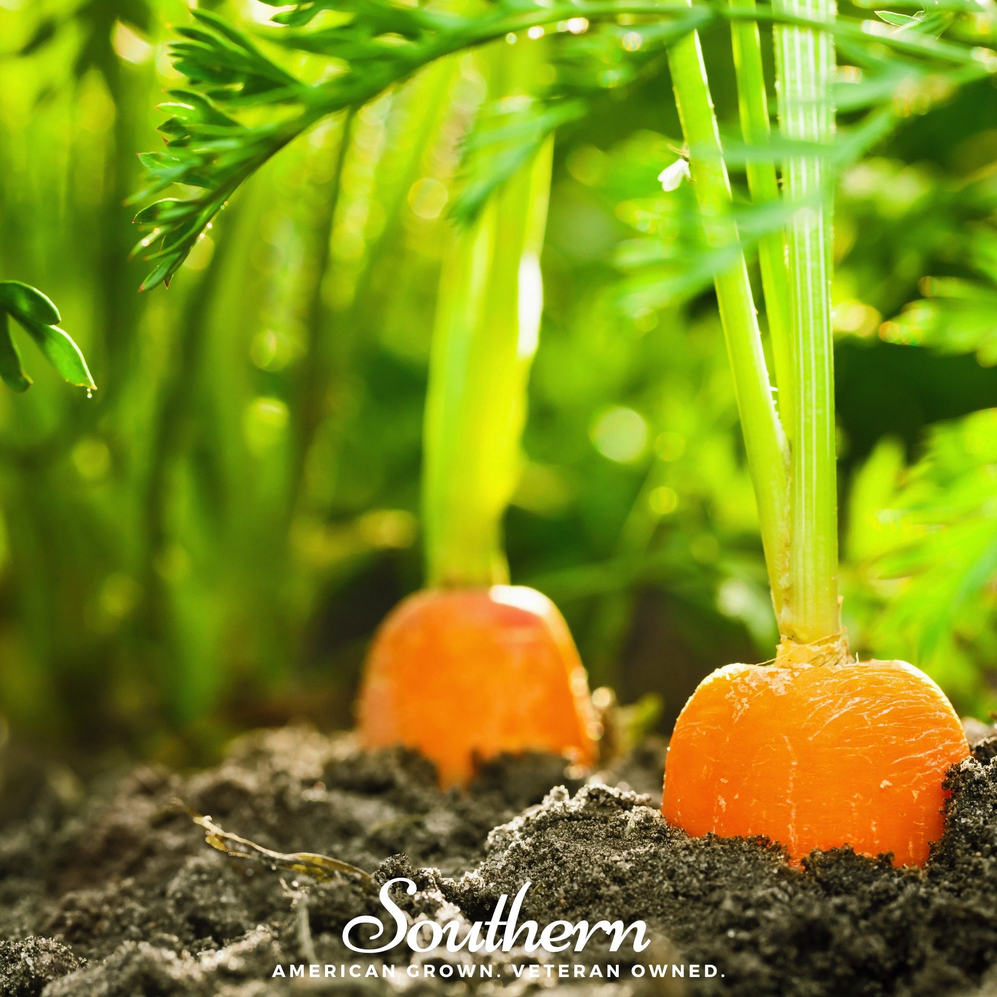 Carrot, Danvers 126 (Daucus carota) - 100 Seeds - Southern Seed Exchange