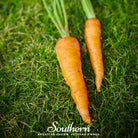 Carrot, Danvers 126 (Daucus carota) - 100 Seeds - Southern Seed Exchange