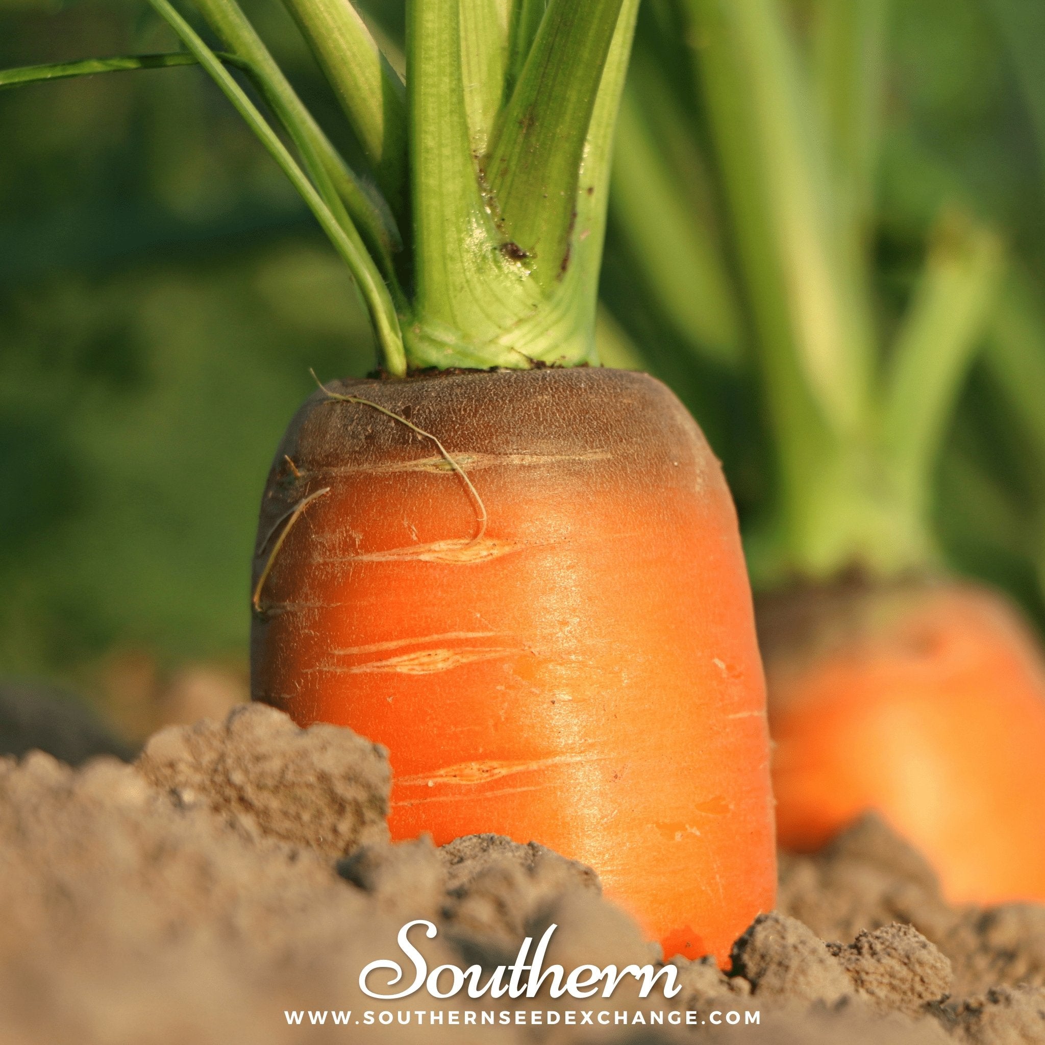 Southern Seed Exchange Carrot, Imperator 58 (Daucus carota var stativus) - 100 Seeds