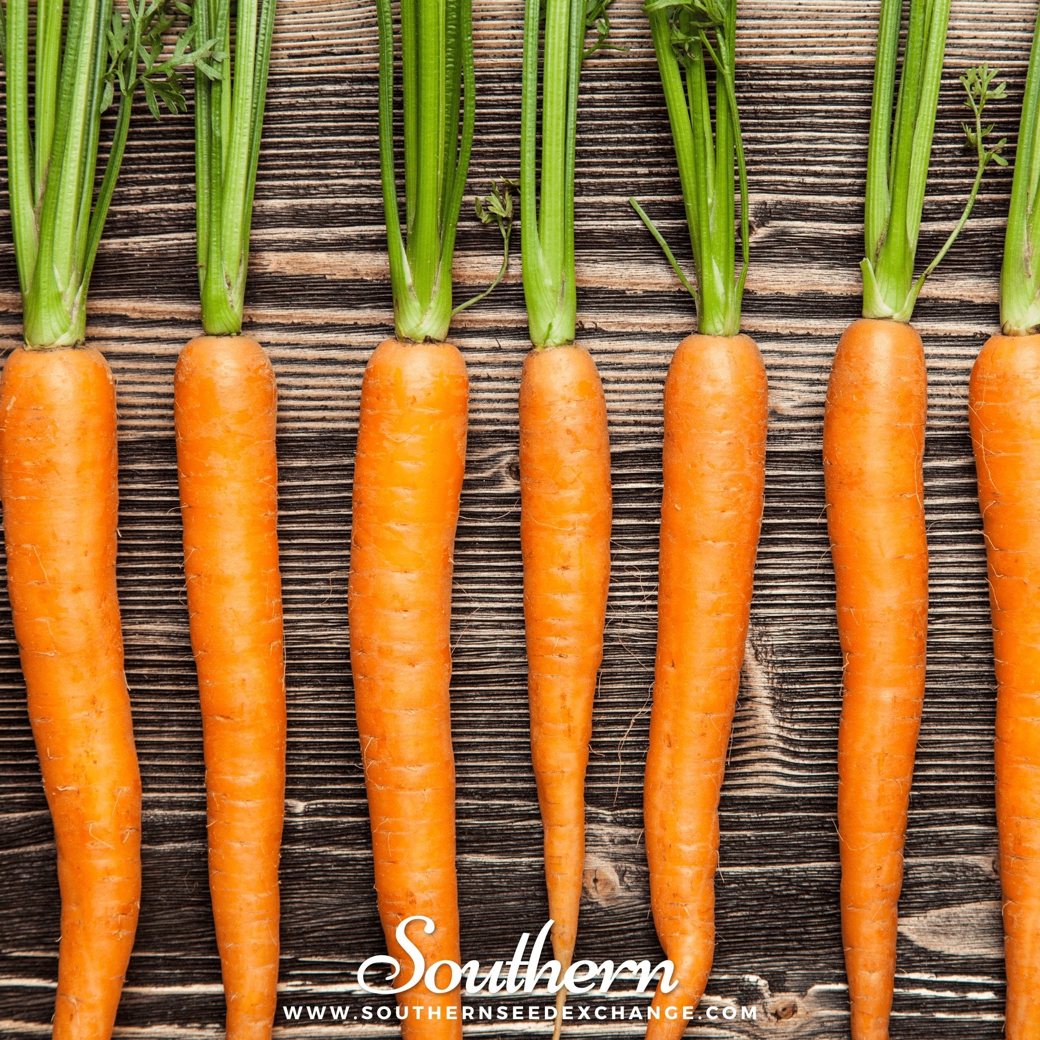 Southern Seed Exchange Carrot, Imperator 58 (Daucus carota var stativus) - 100 Seeds