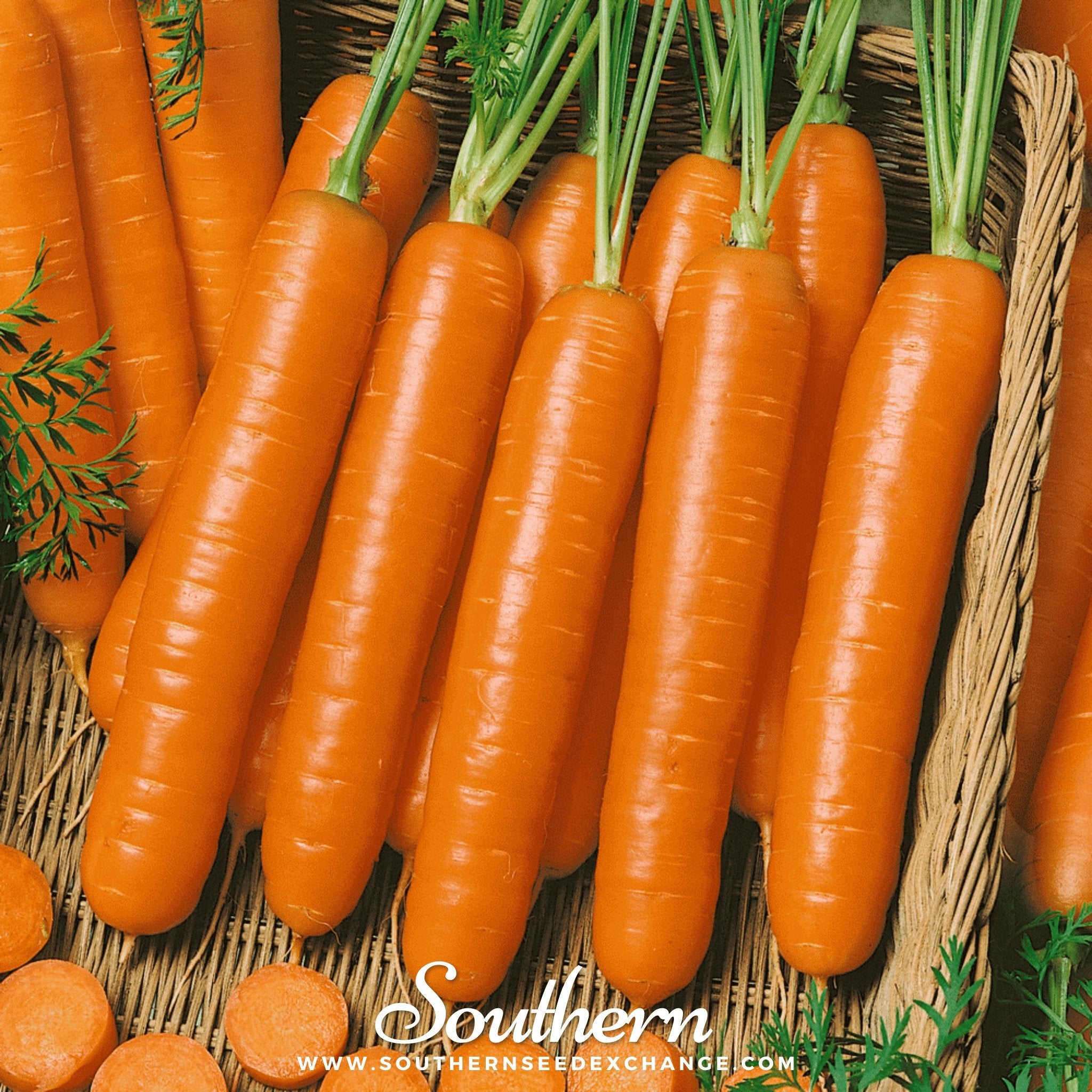 Southern Seed Exchange Carrot, Little Finger (Daucus carota) - 200 Seeds