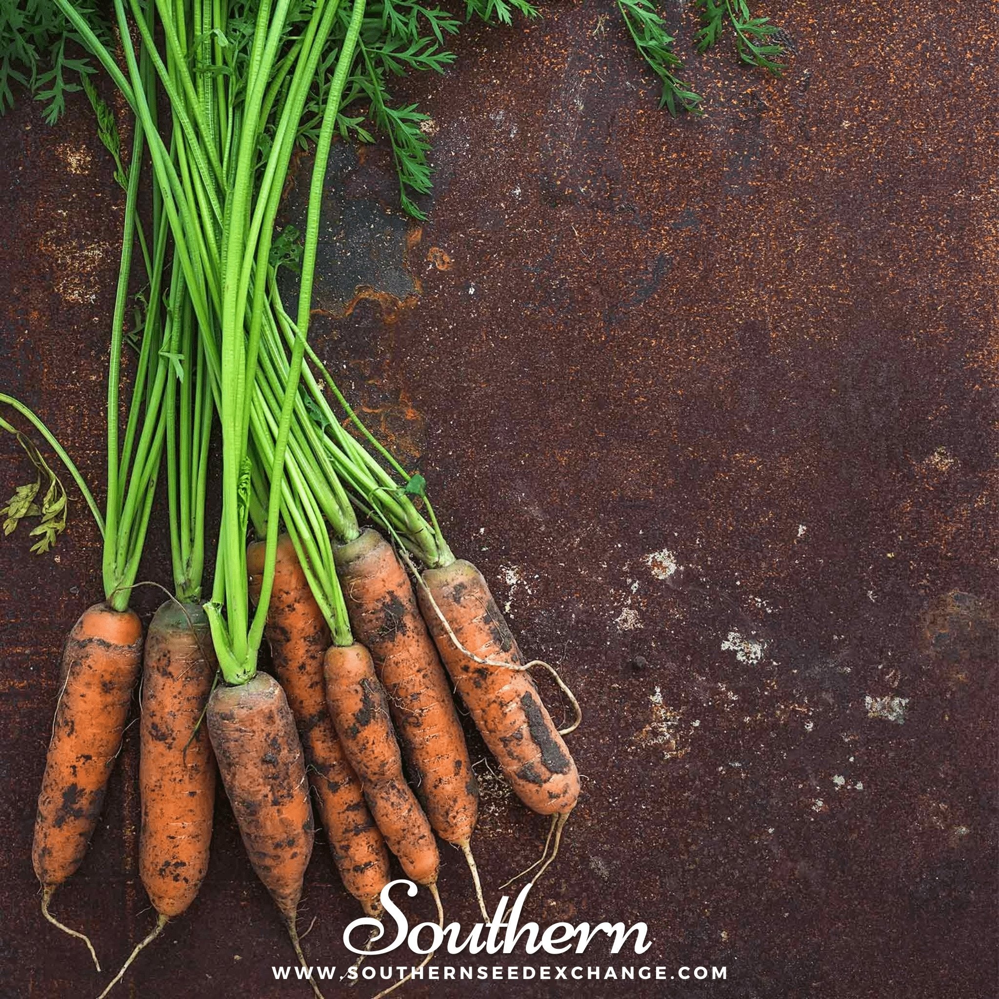 Southern Seed Exchange Carrot, Little Finger (Daucus carota) - 200 Seeds