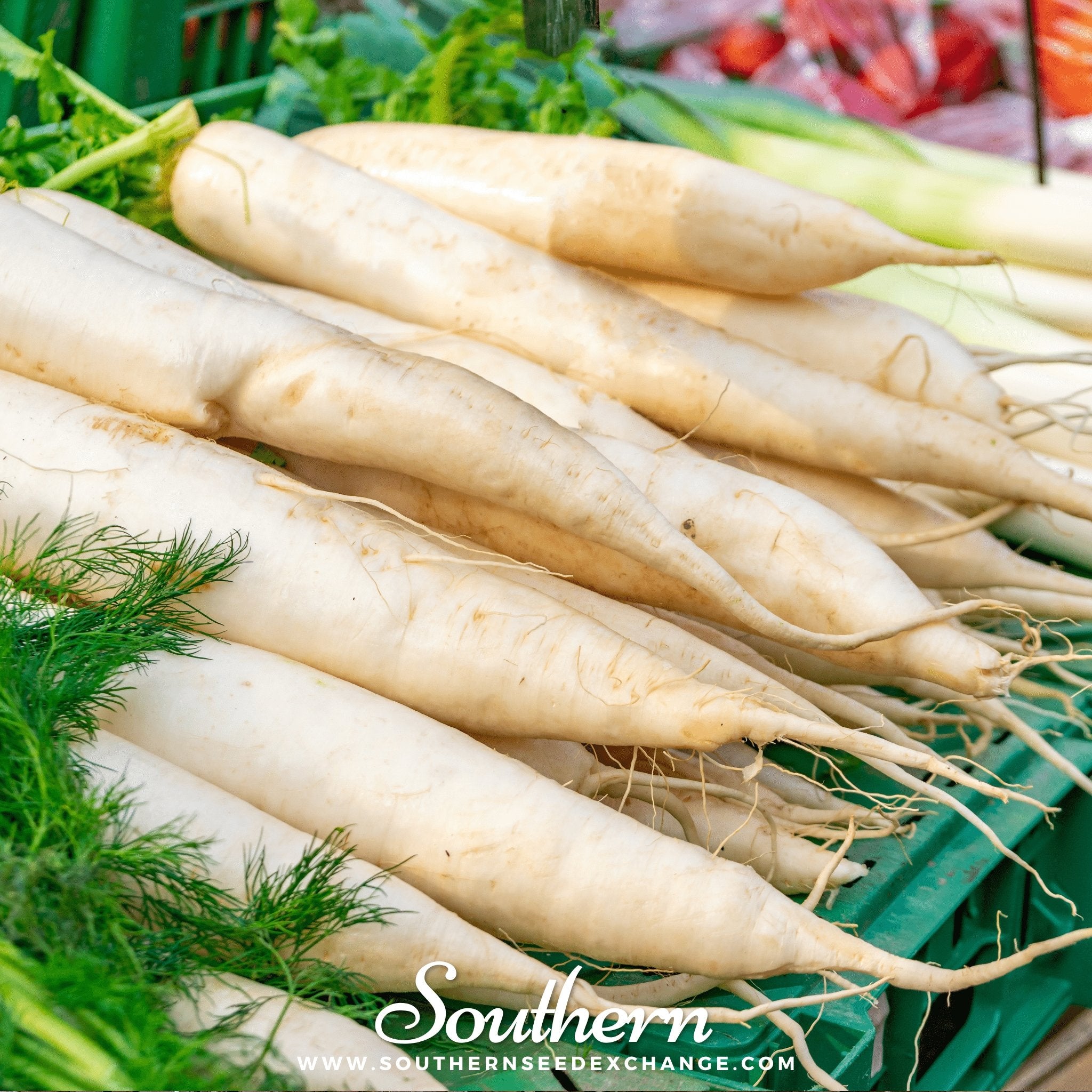 Southern Seed Exchange Carrot, Lunar White (Daucus carota var. sativus) - 100 Seeds