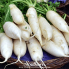 Southern Seed Exchange Carrot, Lunar White (Daucus carota var. sativus) - 100 Seeds