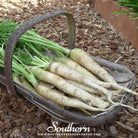 Southern Seed Exchange Carrot, Lunar White (Daucus carota var. sativus) - 100 Seeds