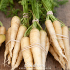 Southern Seed Exchange Carrot, Lunar White (Daucus carota var. sativus) - 100 Seeds