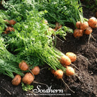 Southern Seed Exchange Carrot, Parisian (Daucus carota var stativus) - 200 Seeds