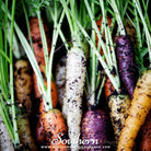 Southern Seed Exchange Carrot, Rainbow (Daucus carota var stativus) - 100 Seeds