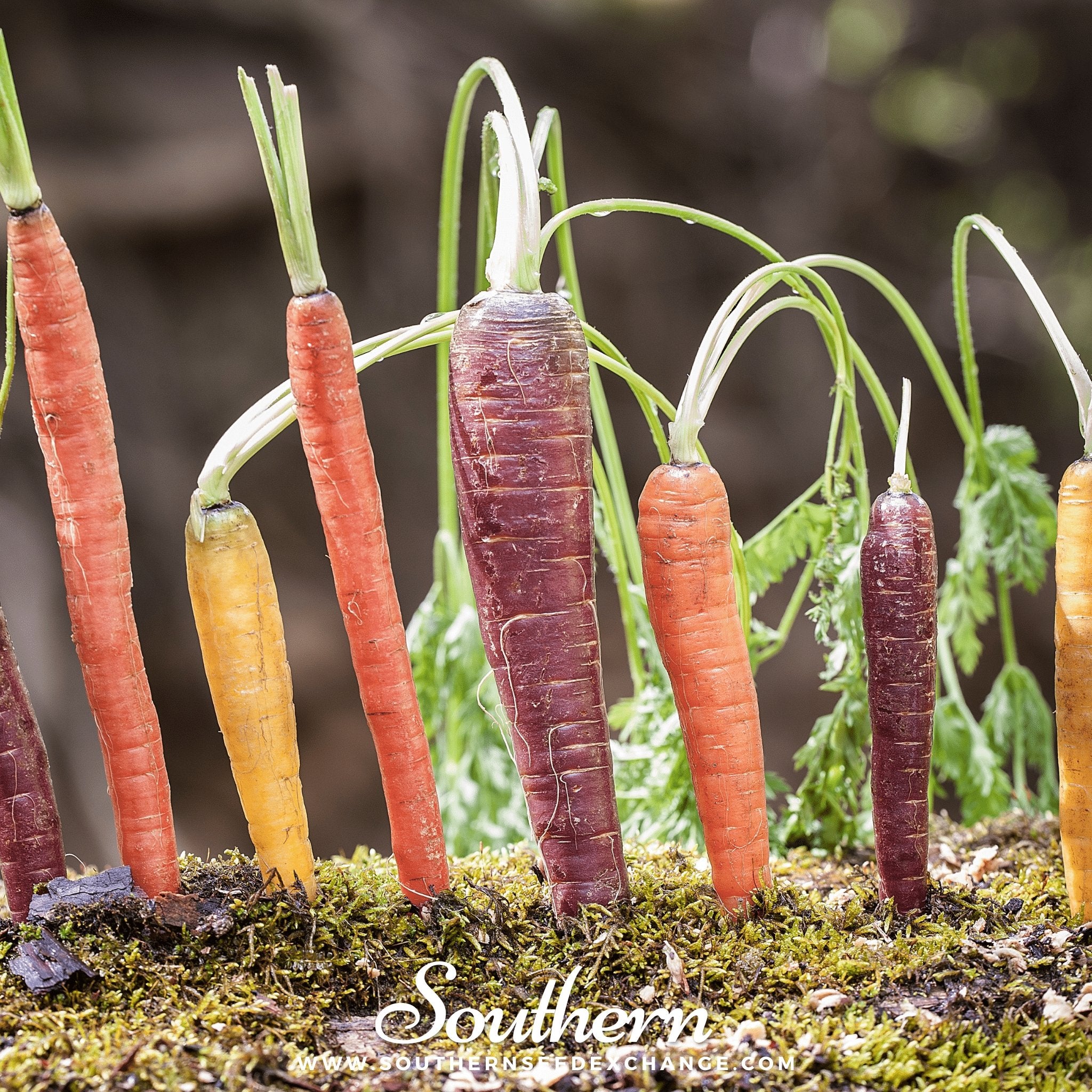 Southern Seed Exchange Carrot, Rainbow (Daucus carota var stativus) - 100 Seeds