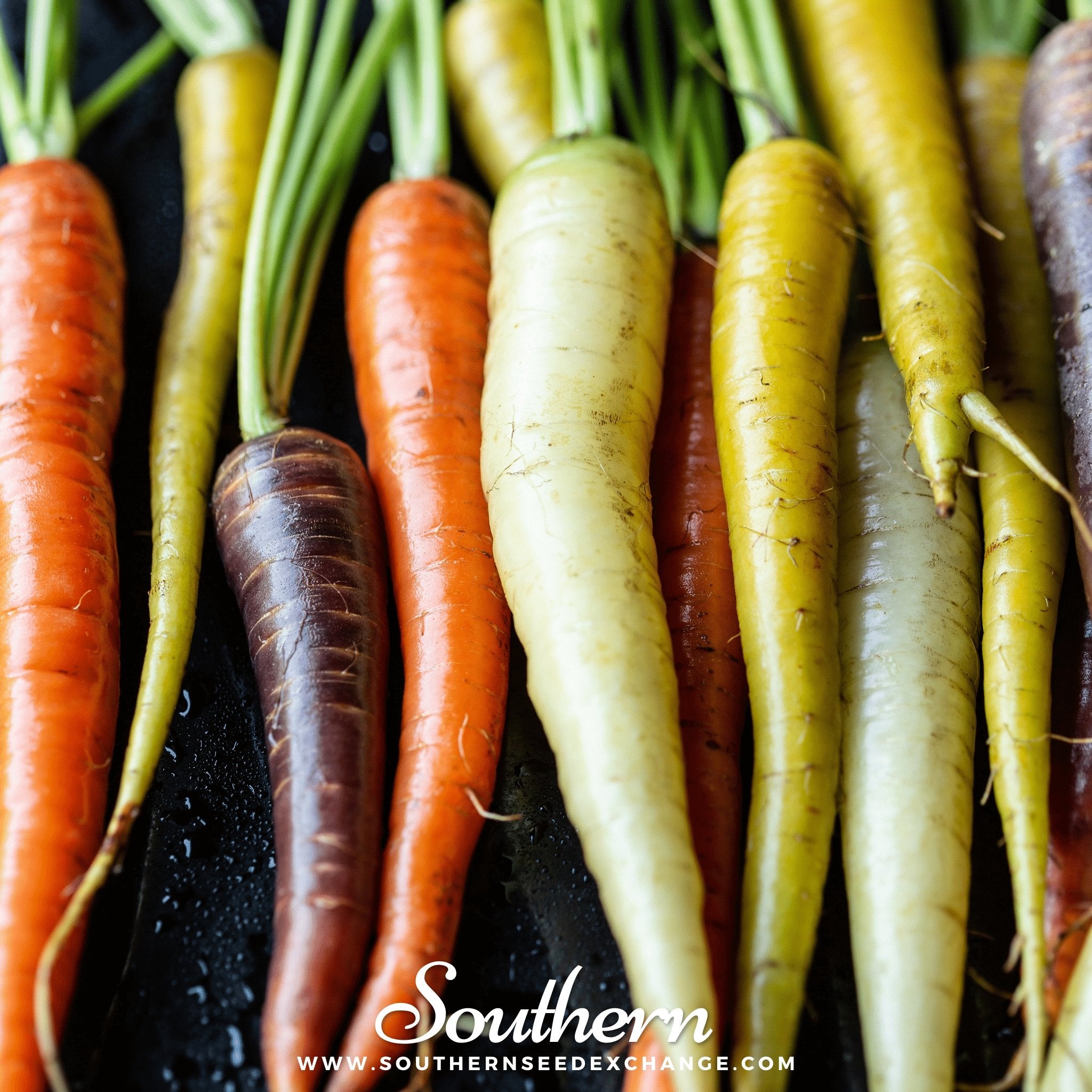 Southern Seed Exchange Carrot, Rainbow (Daucus carota var stativus) - 100 Seeds