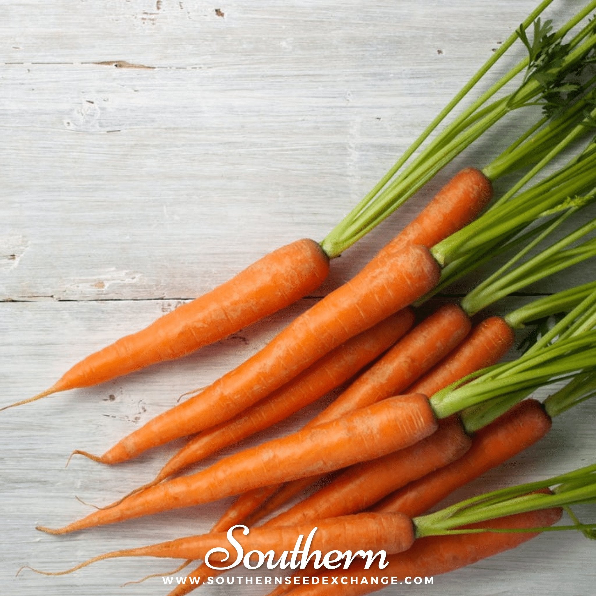 Southern Seed Exchange Carrot, Tendersweet (Daucus carota var stativus) - 100 Seeds