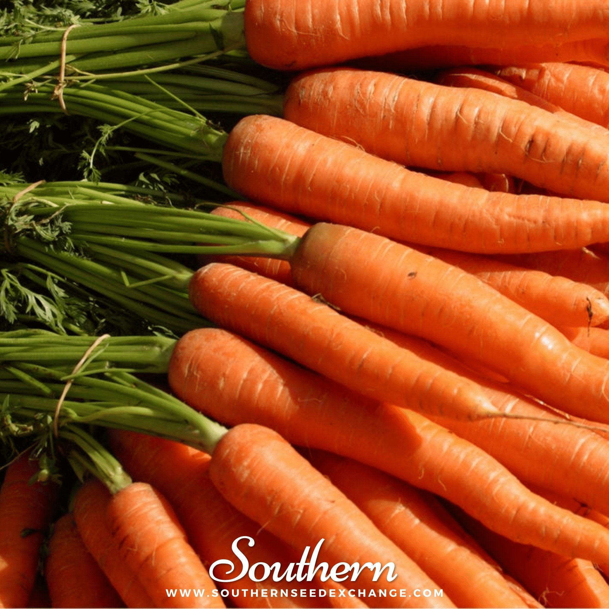 Southern Seed Exchange Carrot, Tendersweet (Daucus carota var stativus) - 100 Seeds