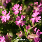 Southern Seed Exchange Catchfly, Nodding (Silene pendula) - 100 Seeds