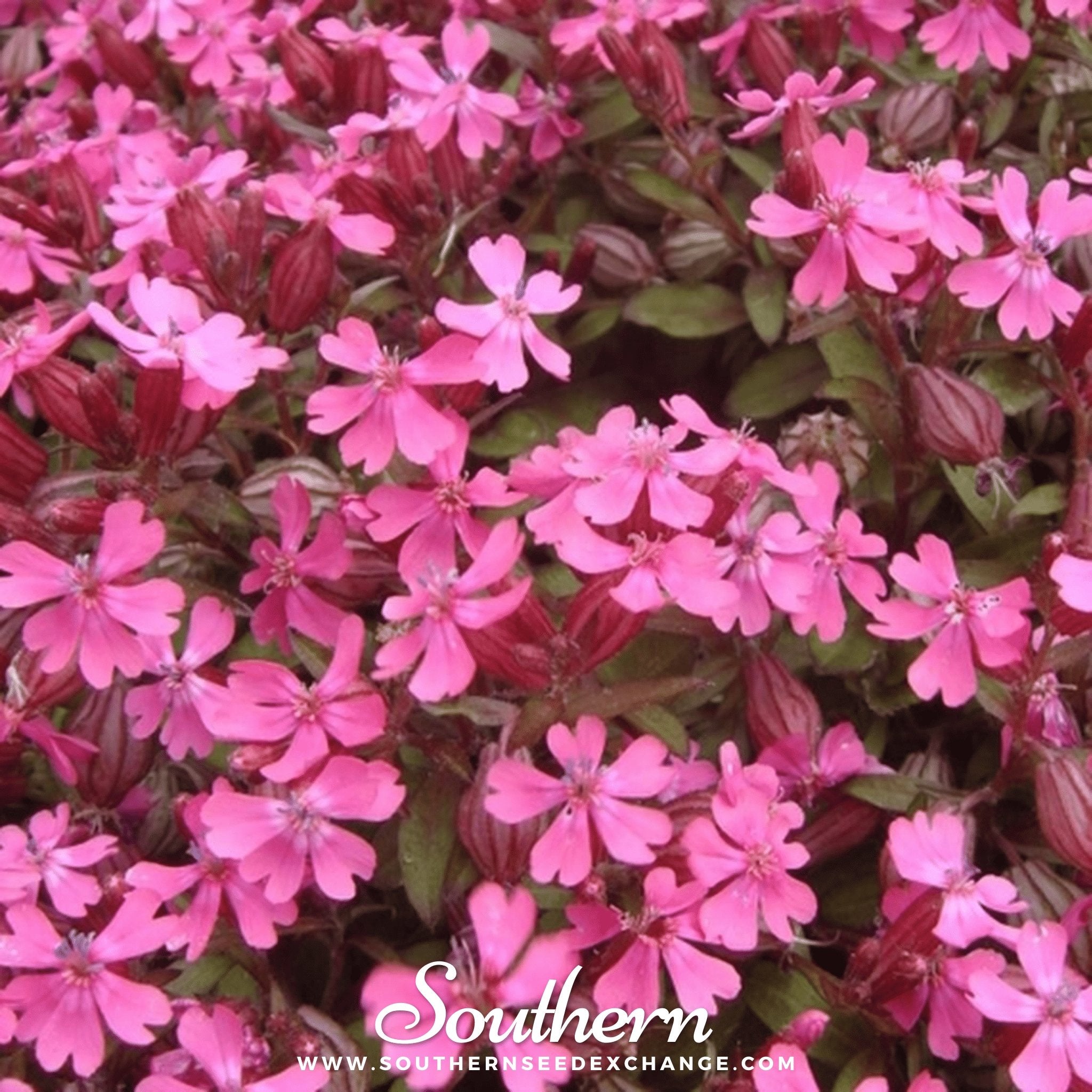 Southern Seed Exchange Catchfly, Nodding (Silene pendula) - 100 Seeds